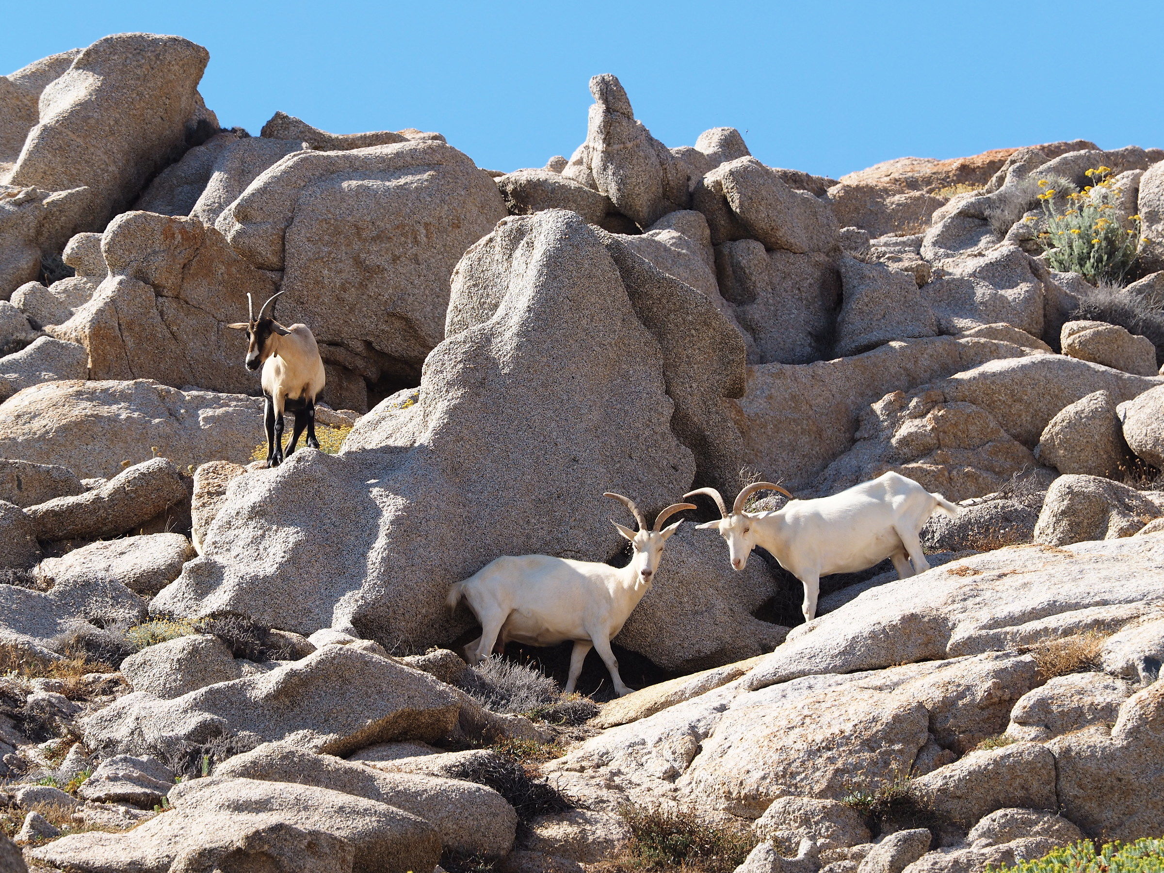 capre selvatiche a capo testa