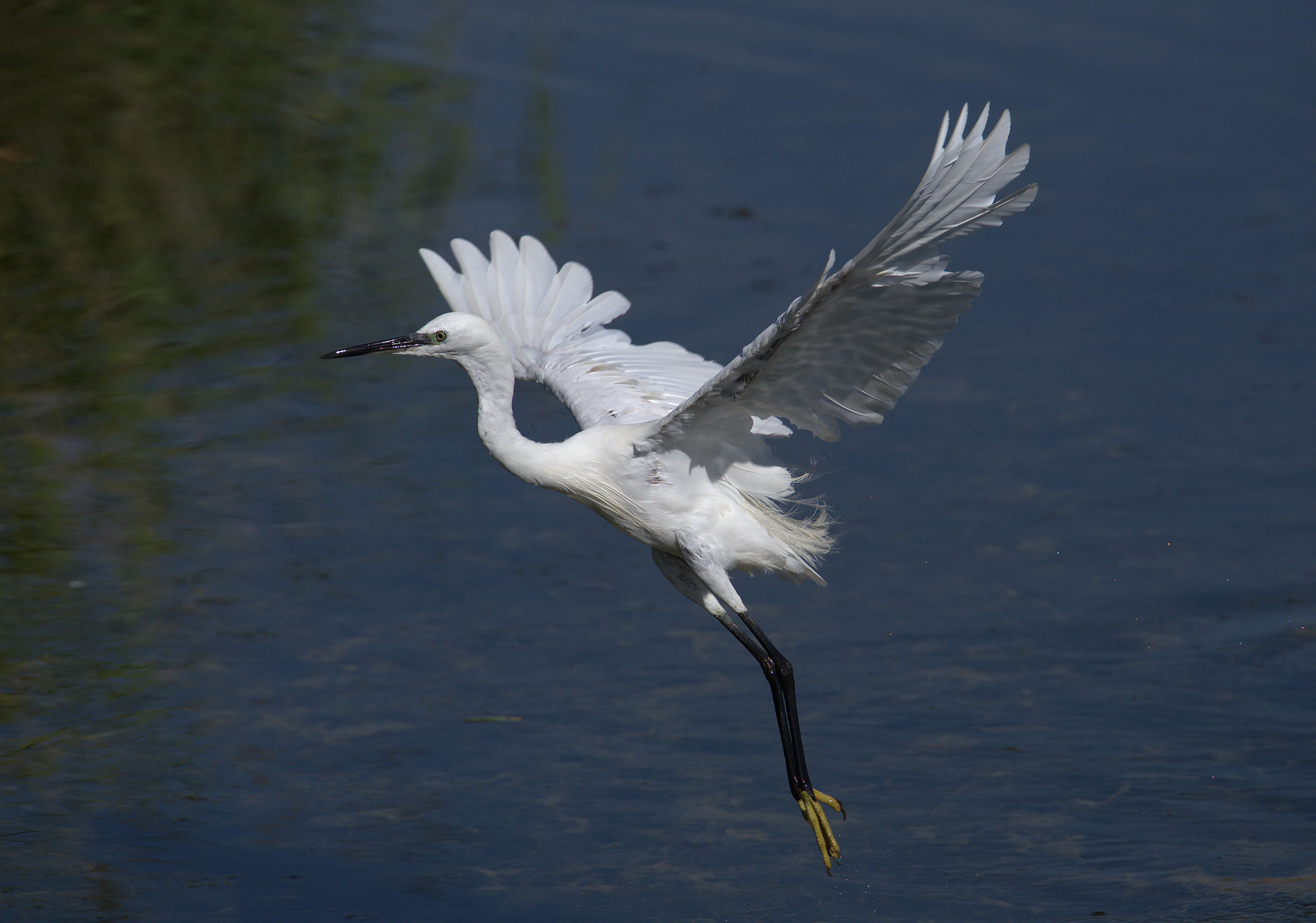 Egret