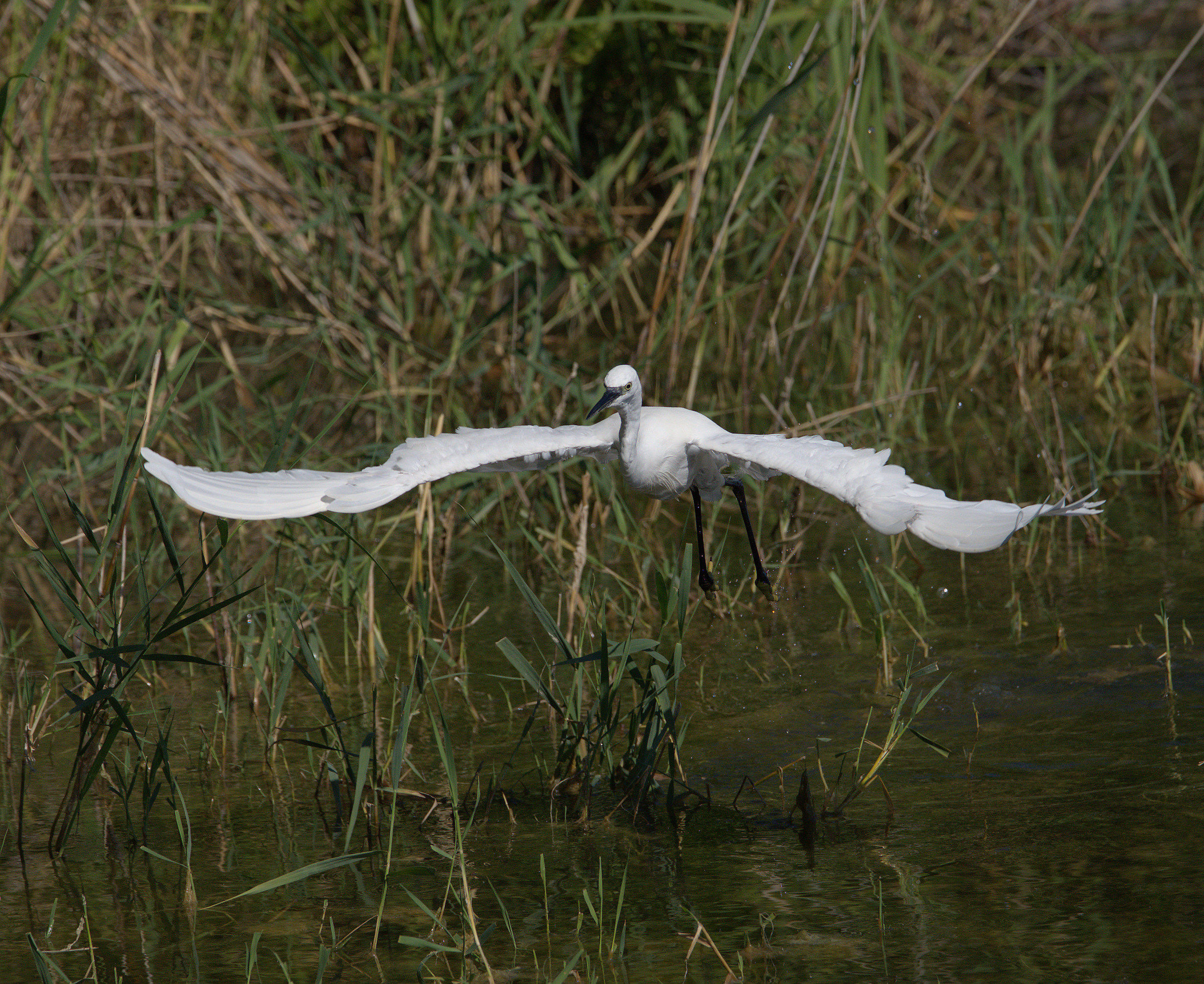 Egret