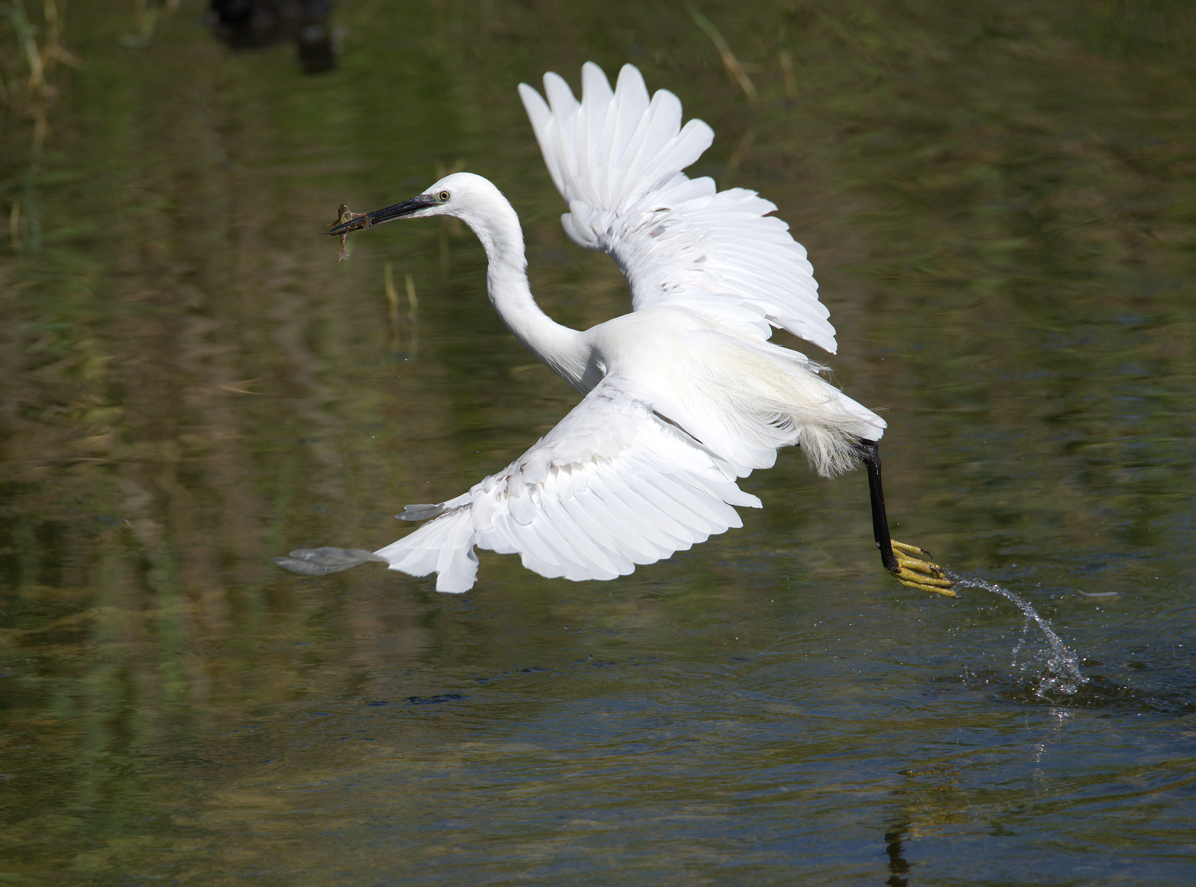 Egret
