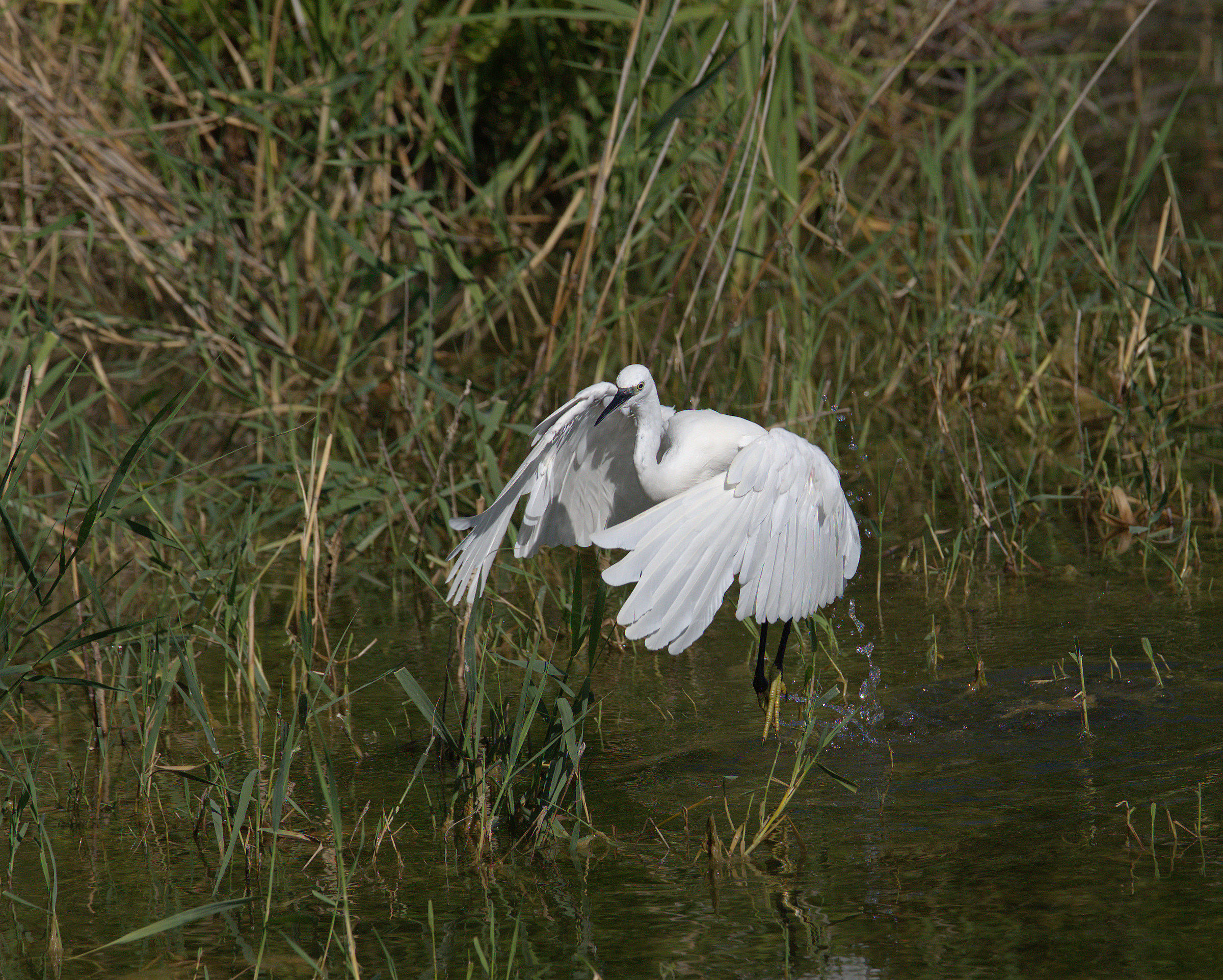 Egret