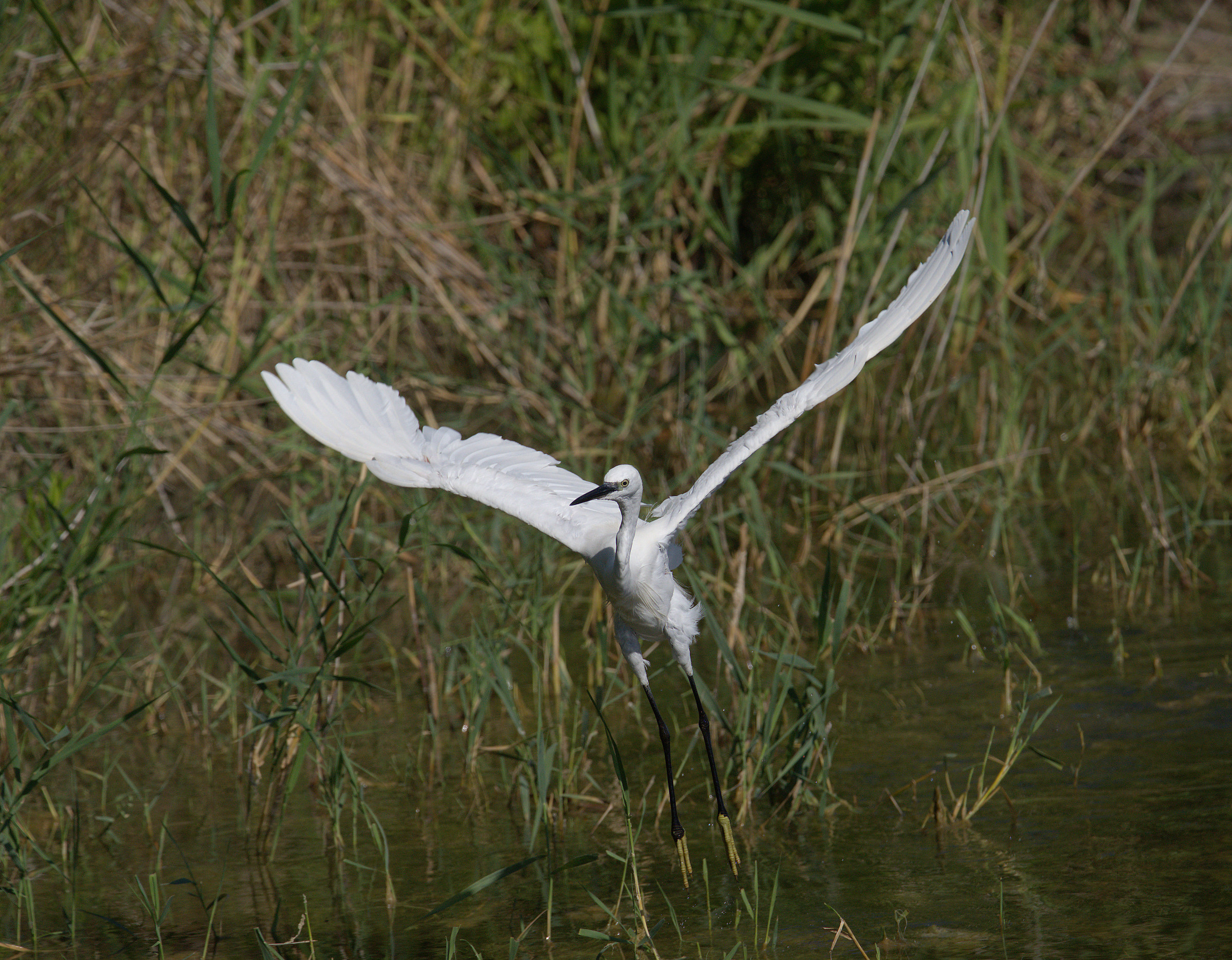 Egret