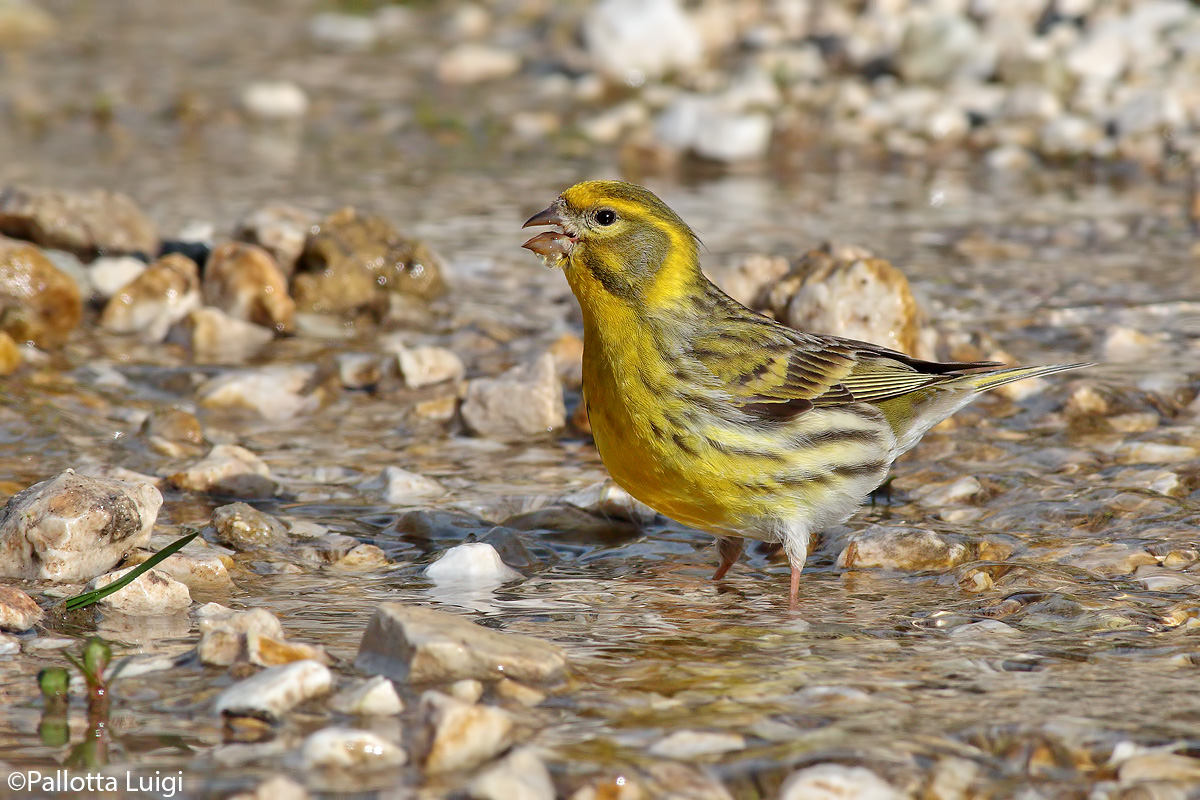 Verzellino (Serinus serinus)