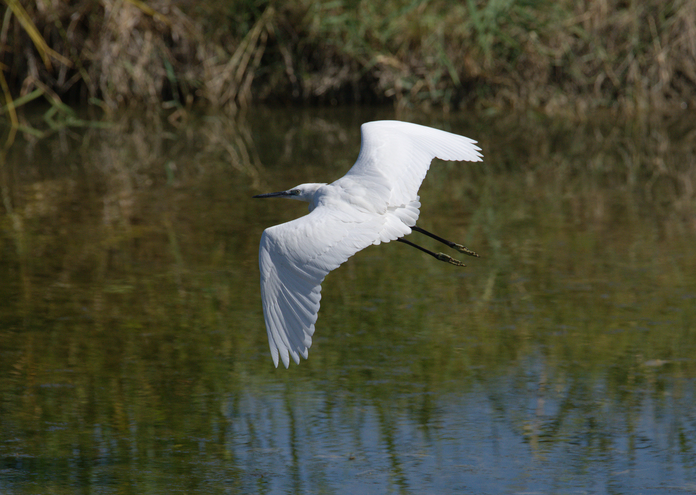 Egret