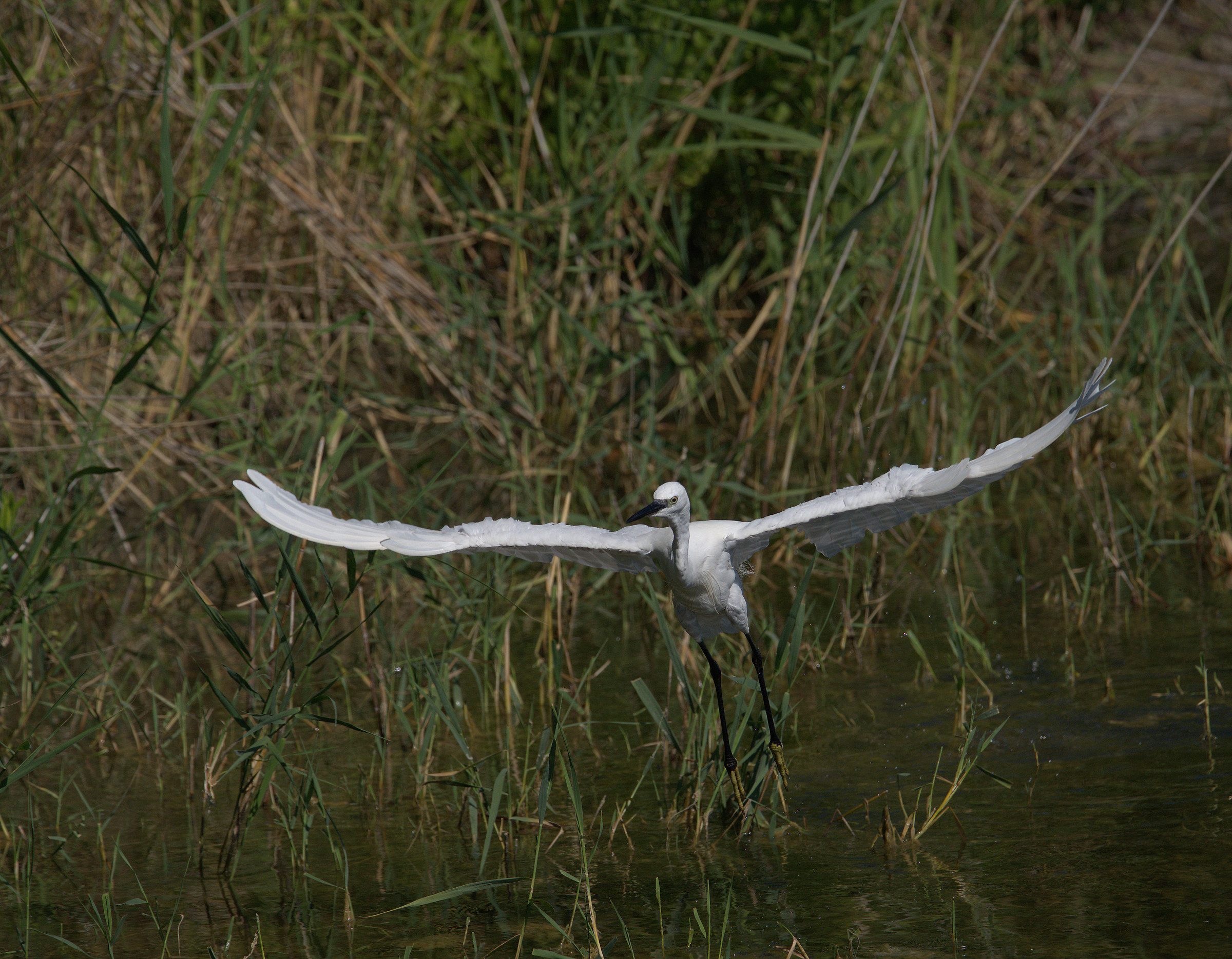 Egret