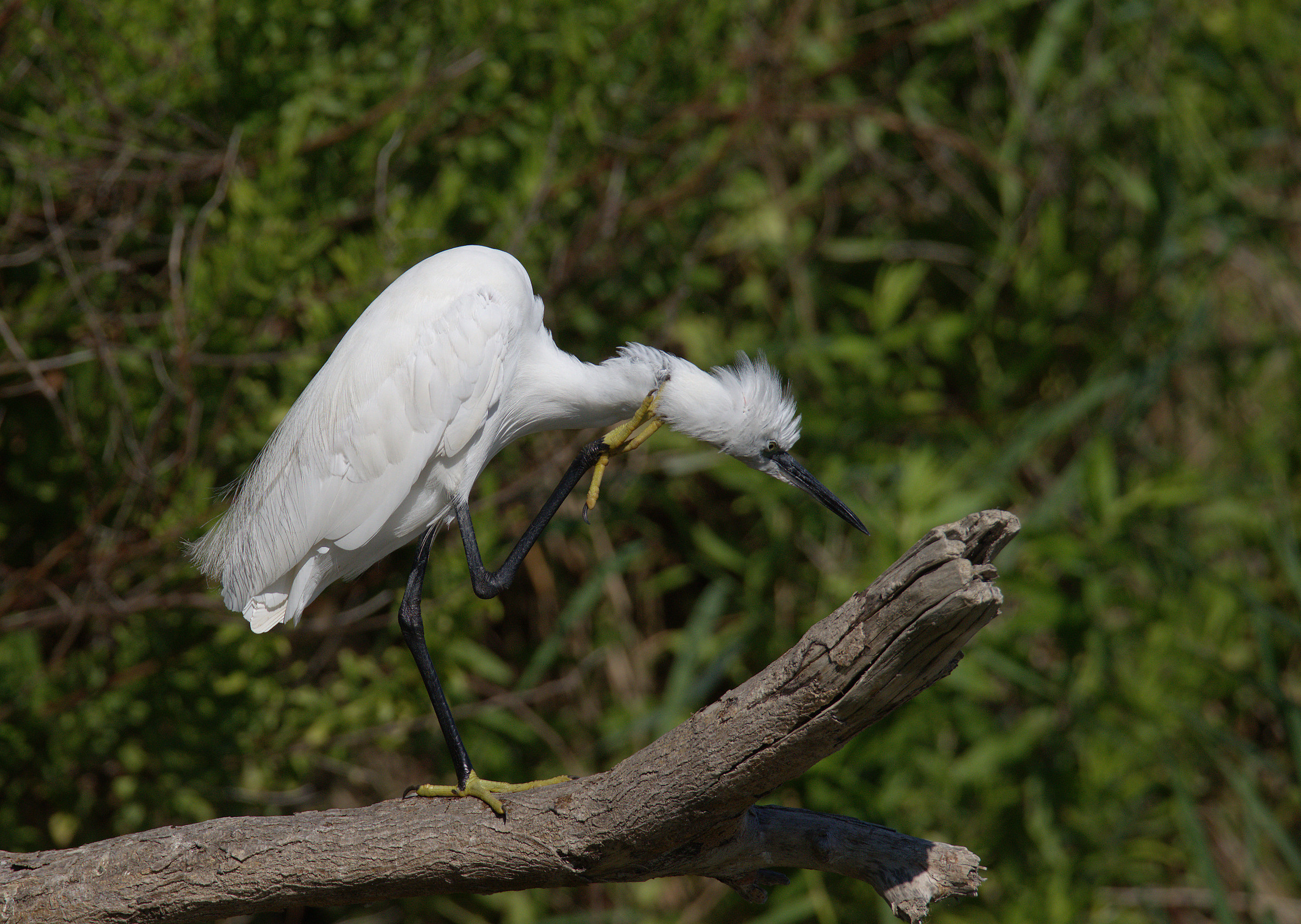 Egret
