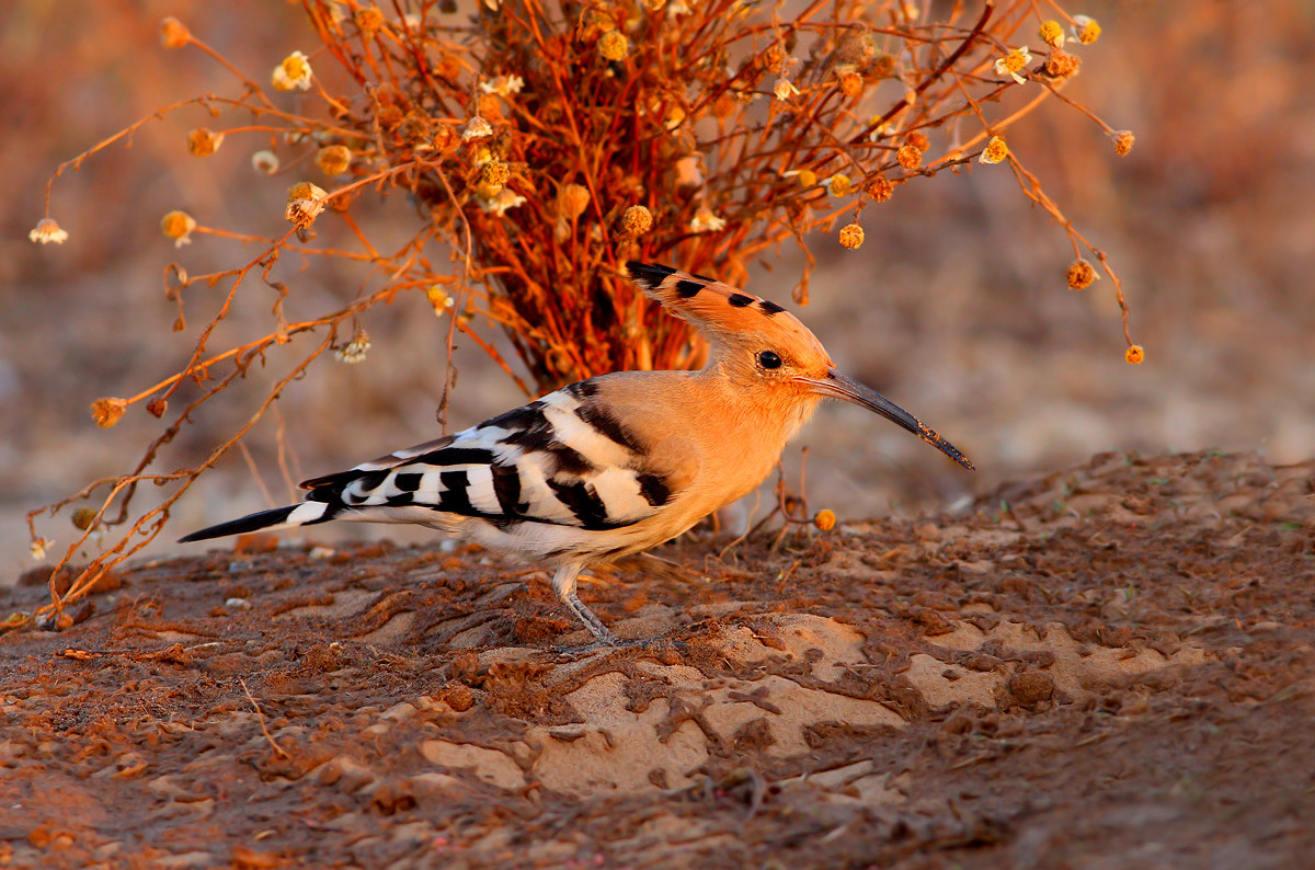 Hoopoe