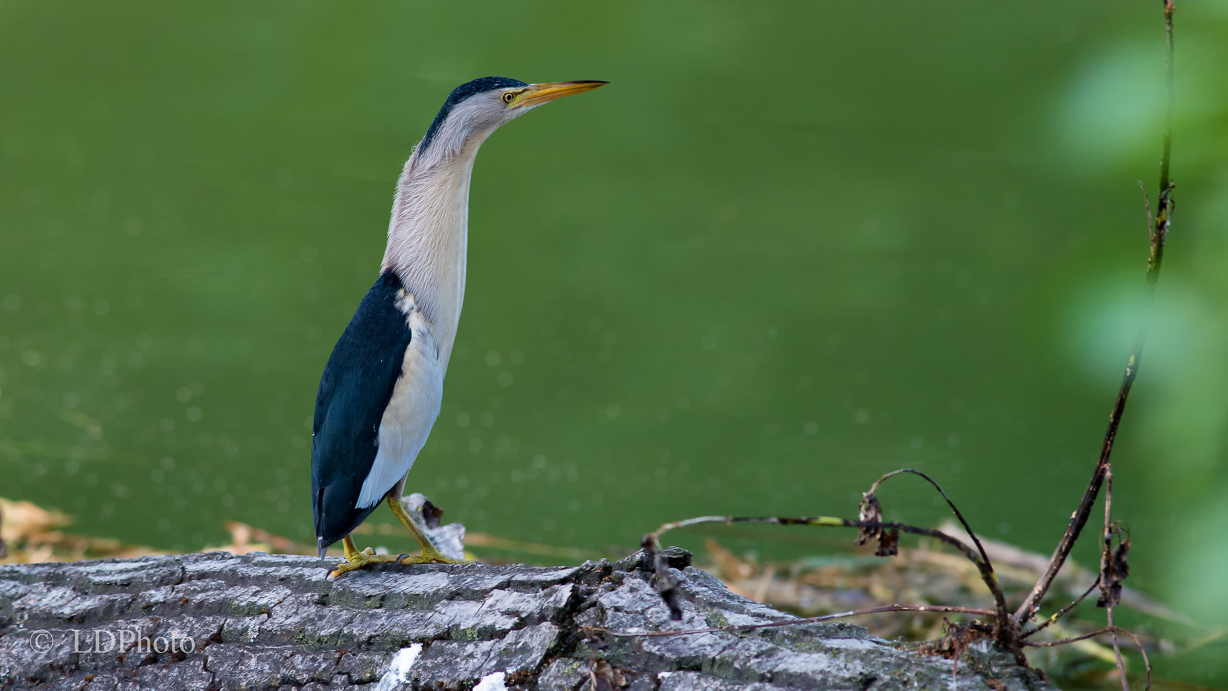 Tarabusino - Ixobrychus minutus