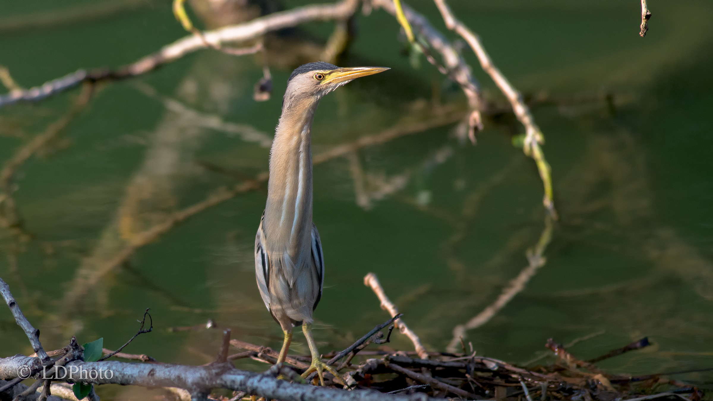 Tarabusino - Ixobrychus minutus
