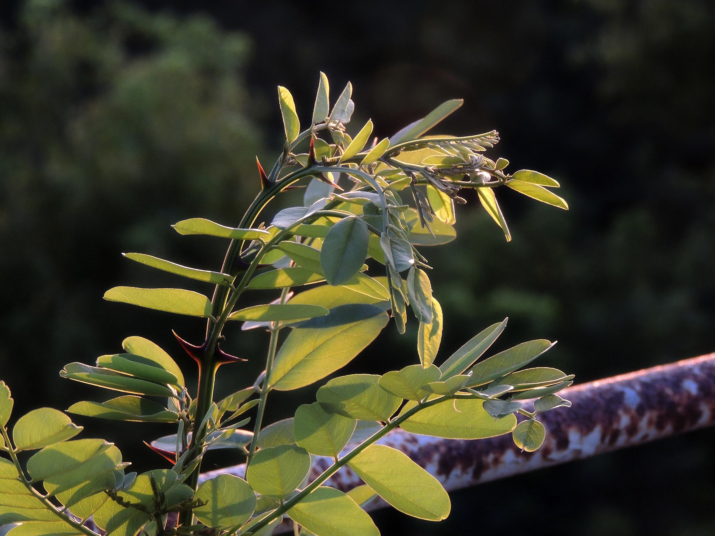 Young robinia in the sun