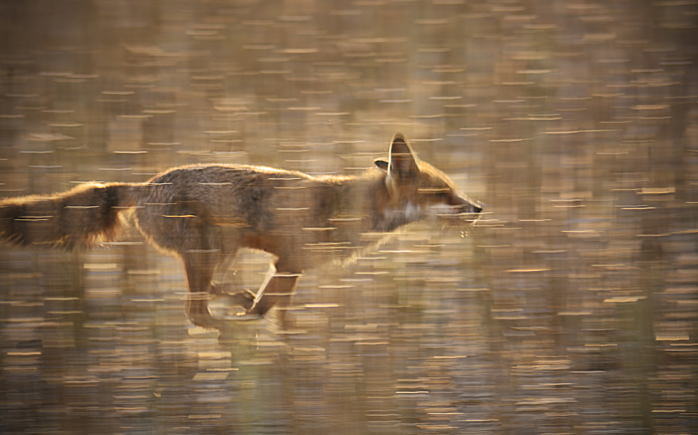 Fox!!! (Escaping the Big Bad Harvesting Machine)