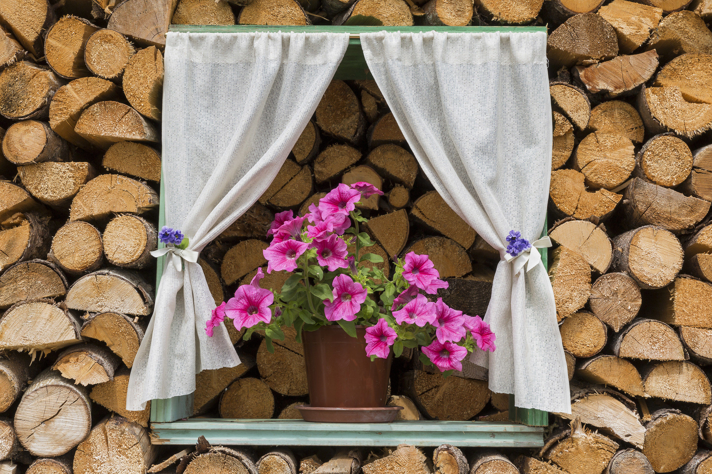 A window in the woodcock