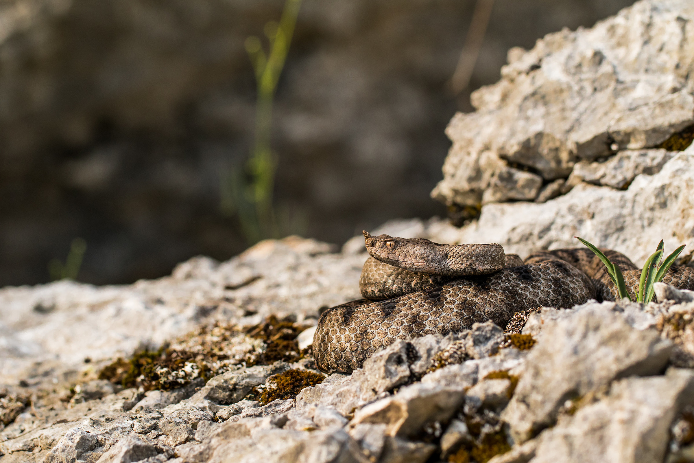 Vipera ammodytes