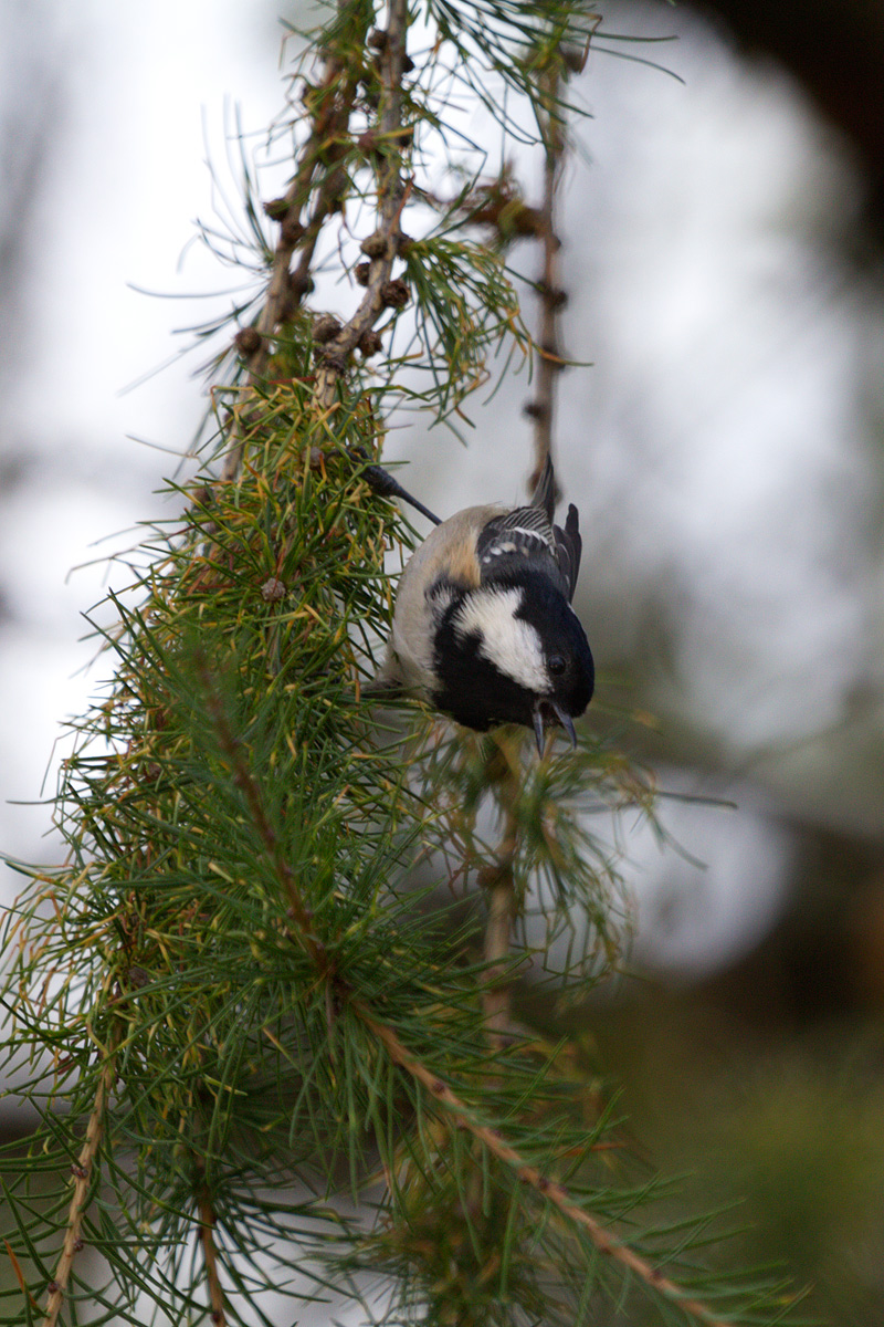 Coal Tit (I suppose)