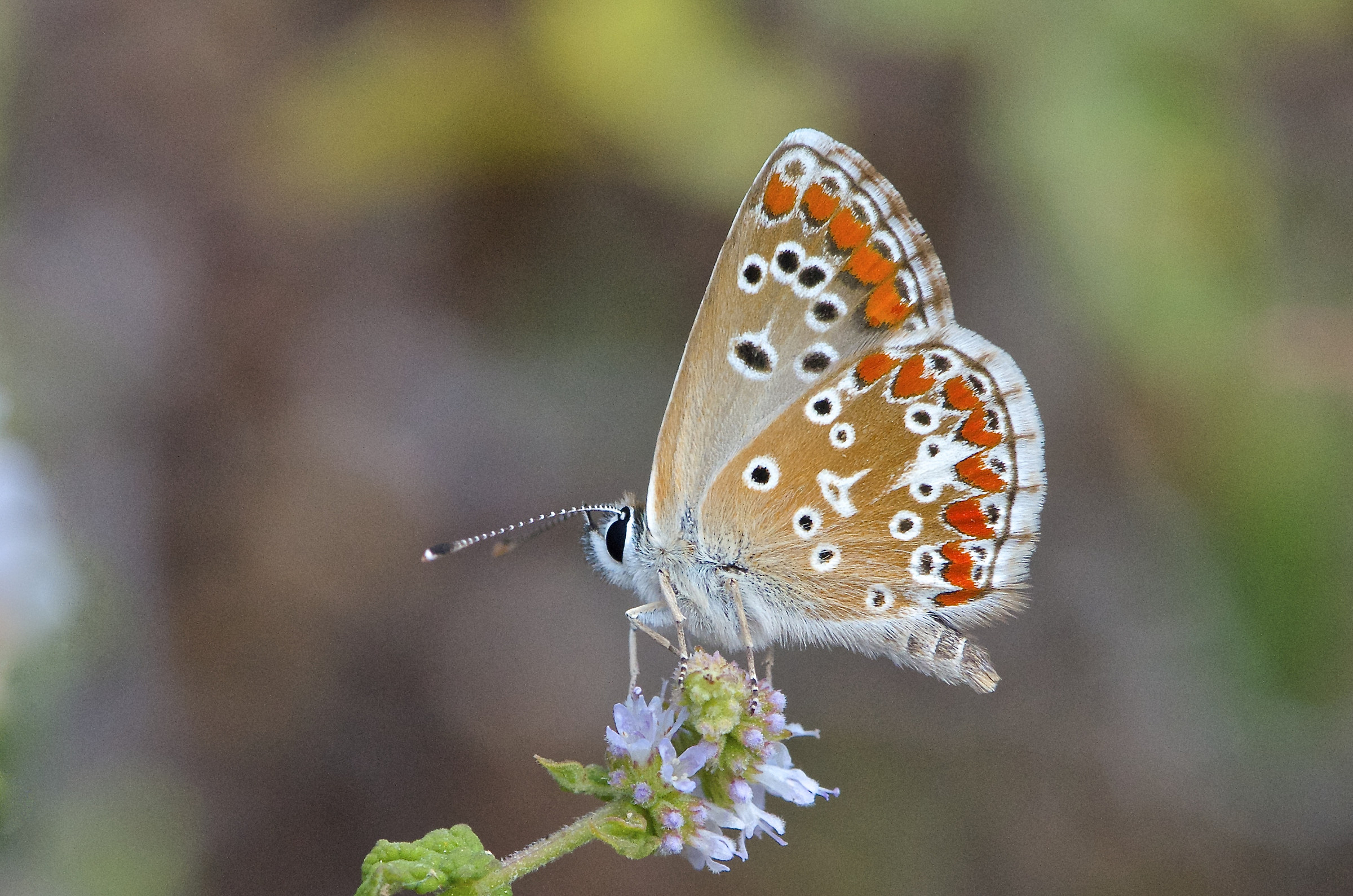 Aricia agestis