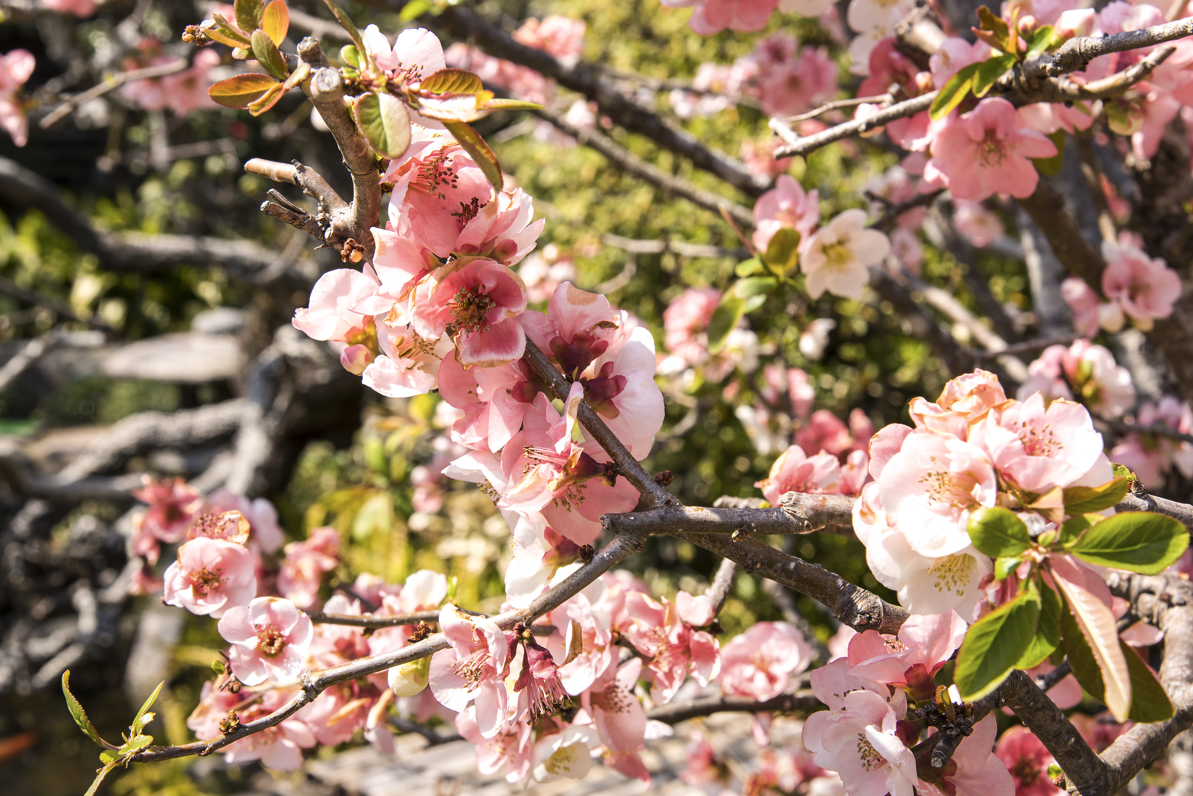 kamakura - Daibutsu Tempio Hase-Dera