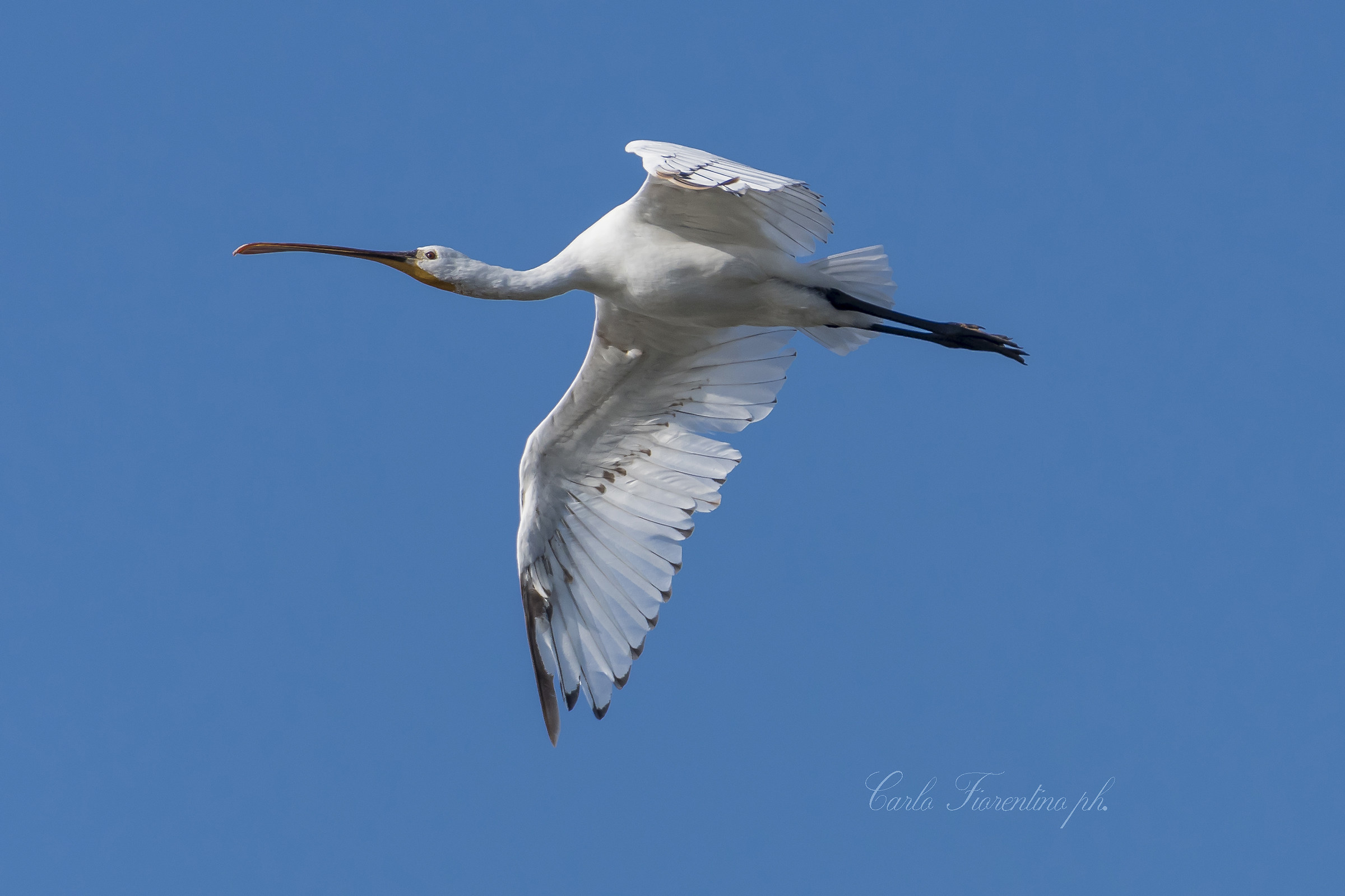 Spatola (Platalea leucorodia)