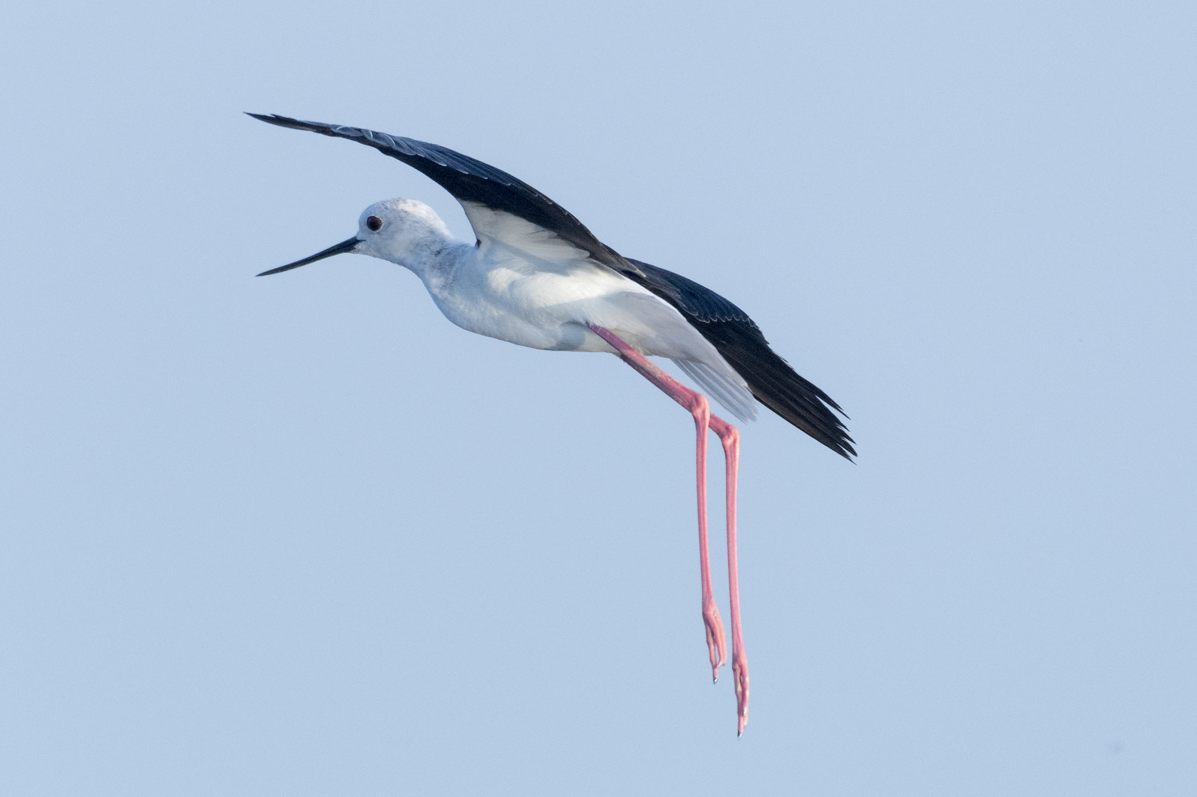 Cavaliere in atterraggio