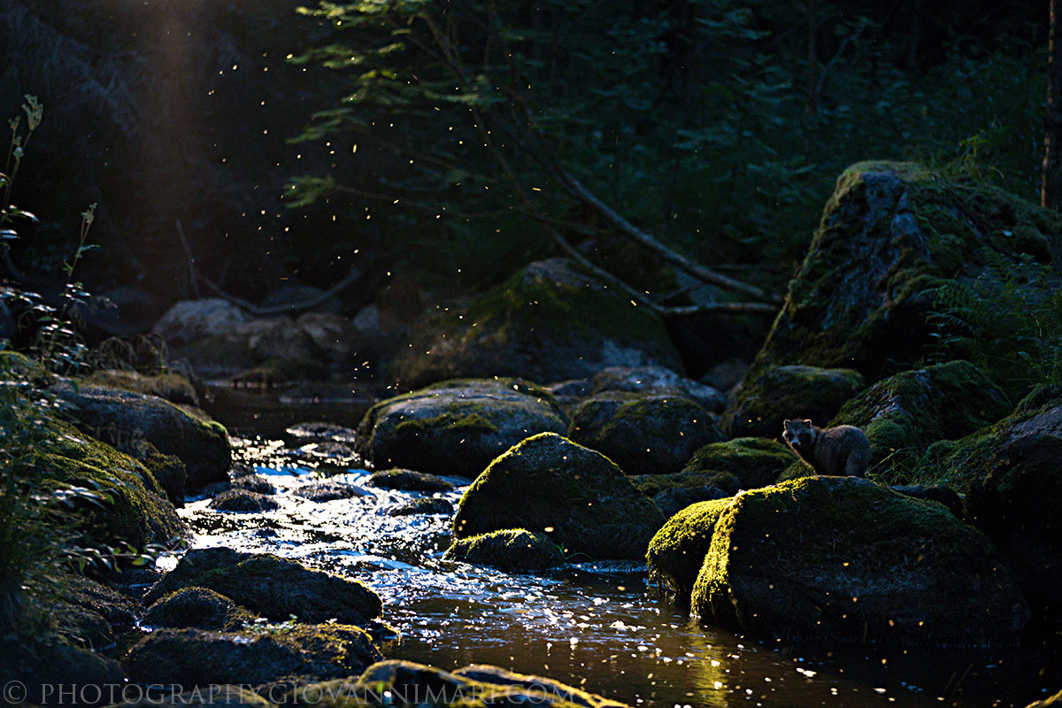 Enchanted Forest with Raccoon Dog, Finland
