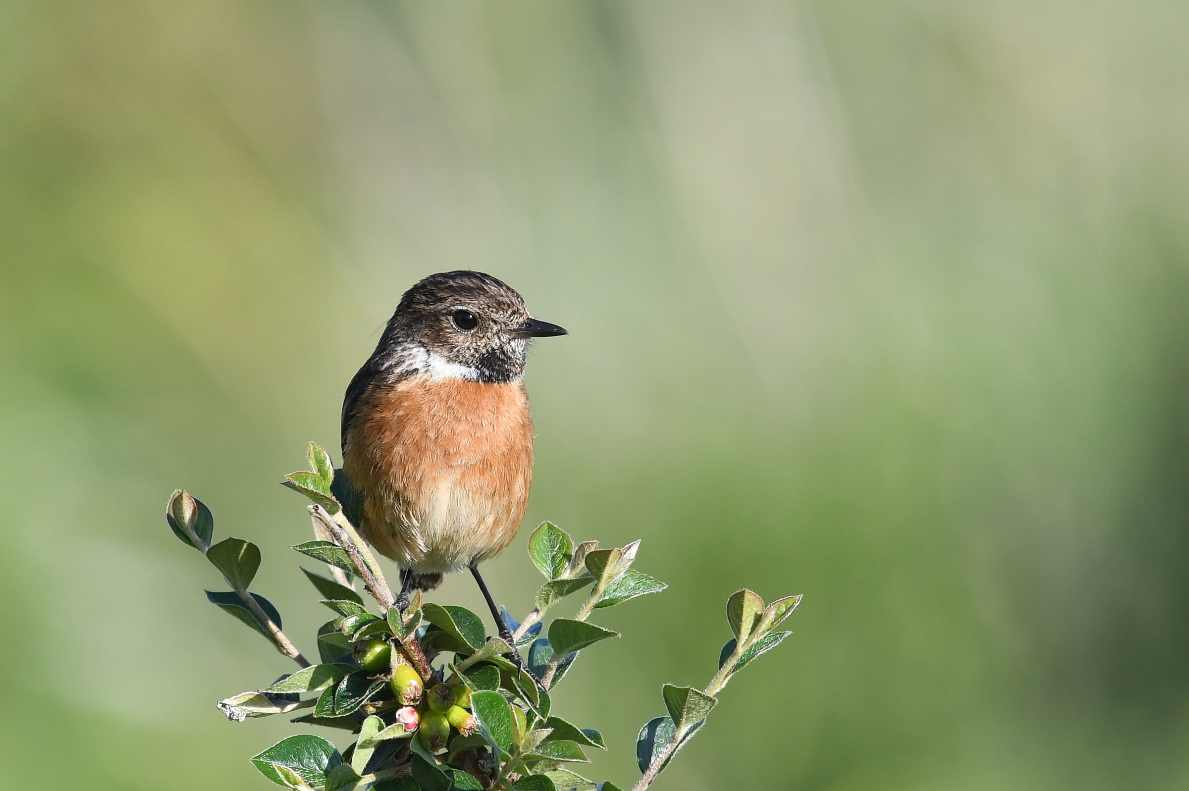 stonechat