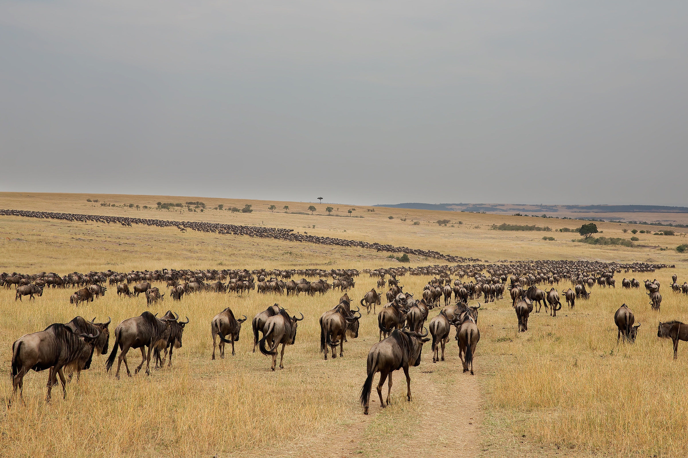 Great migration
