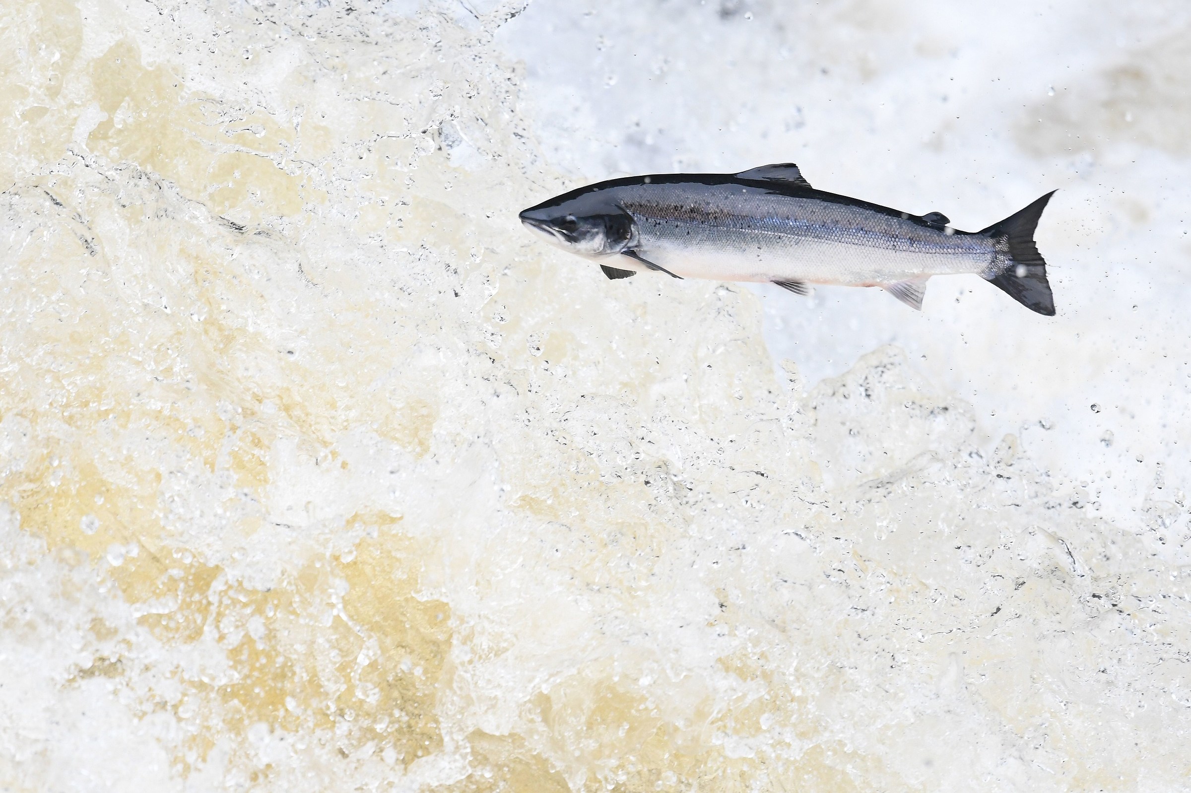 The rise of the salmon