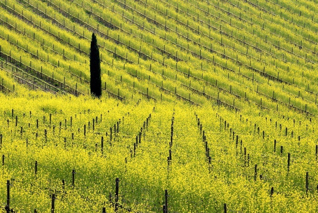 Vigne del Chianti