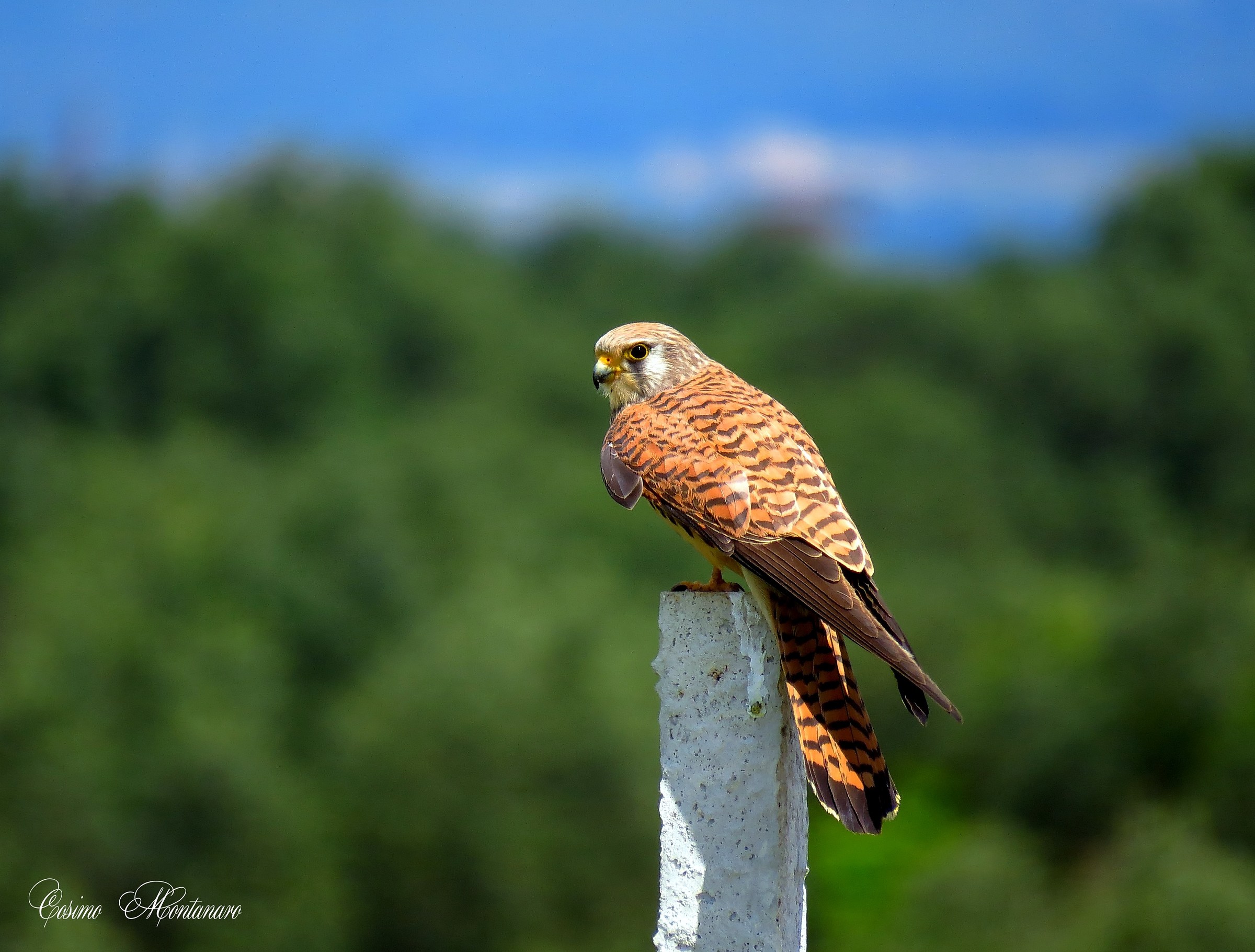 Falco naumanni &female;