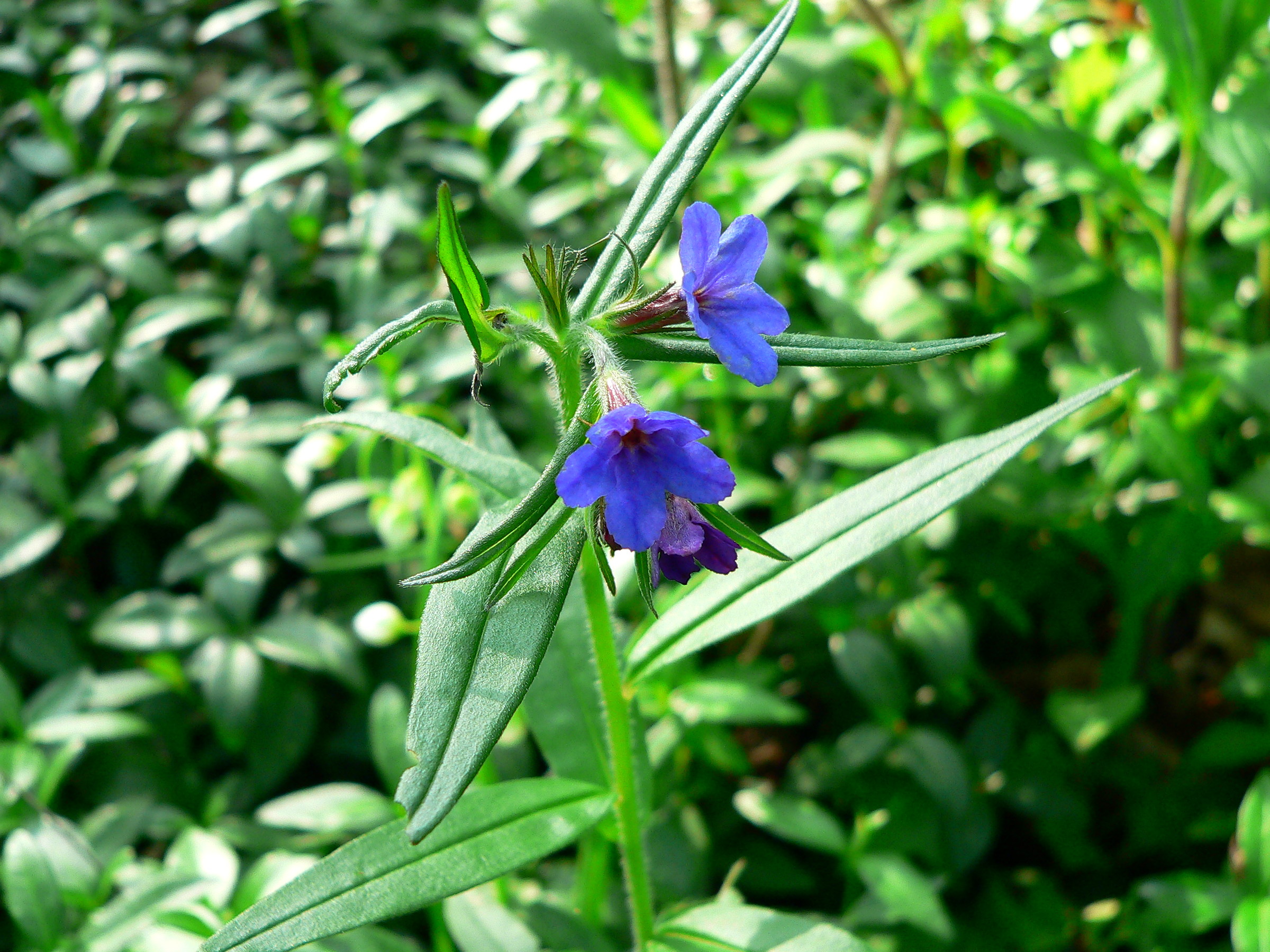 Nel bosco di Ariccia (Rm)