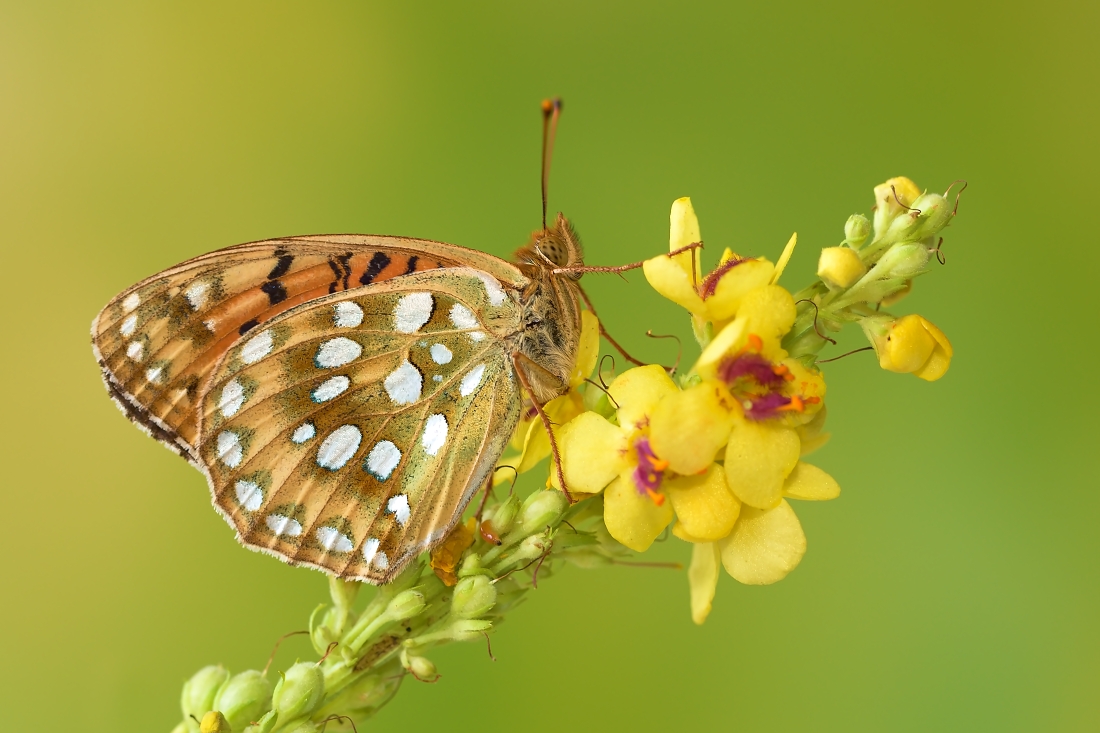 Argynnis aglaja