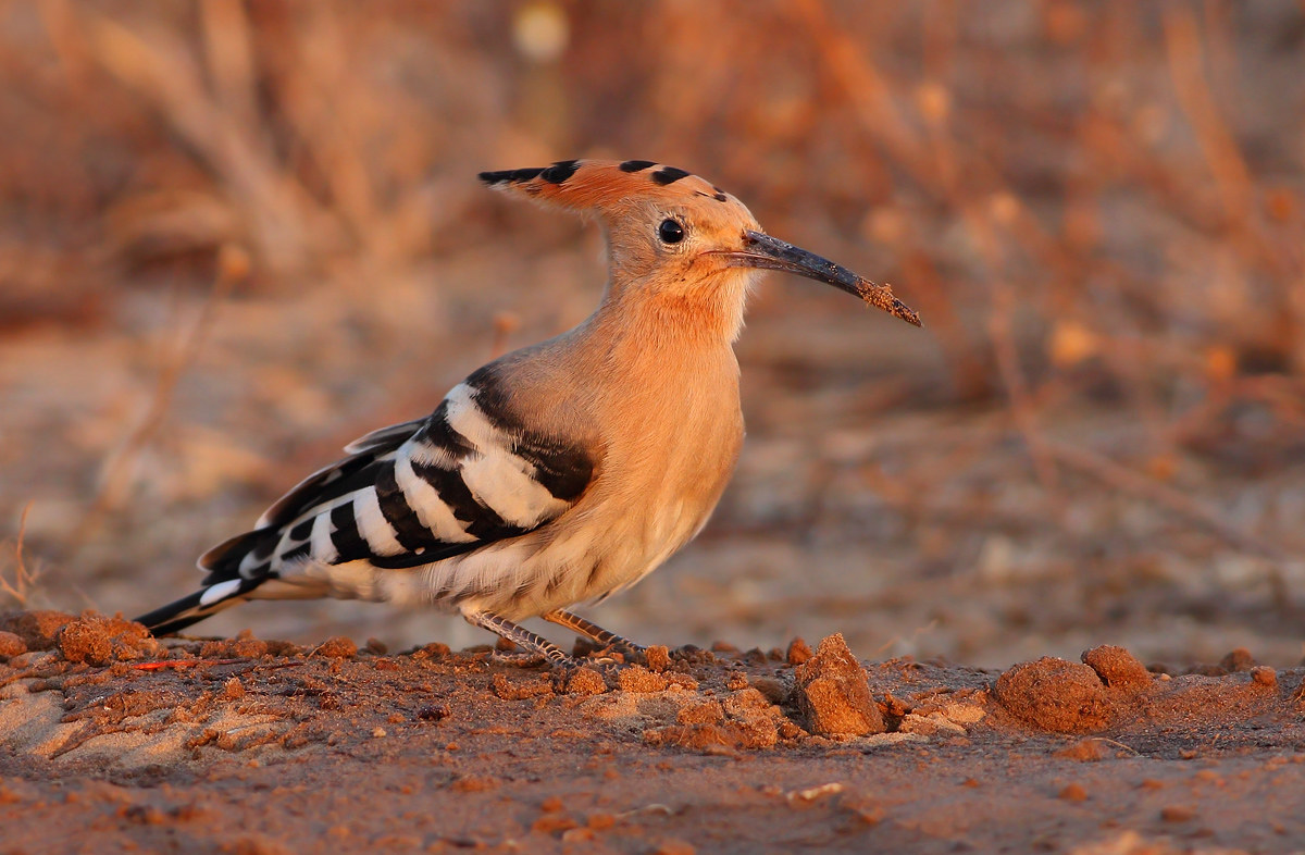 Hoopoe