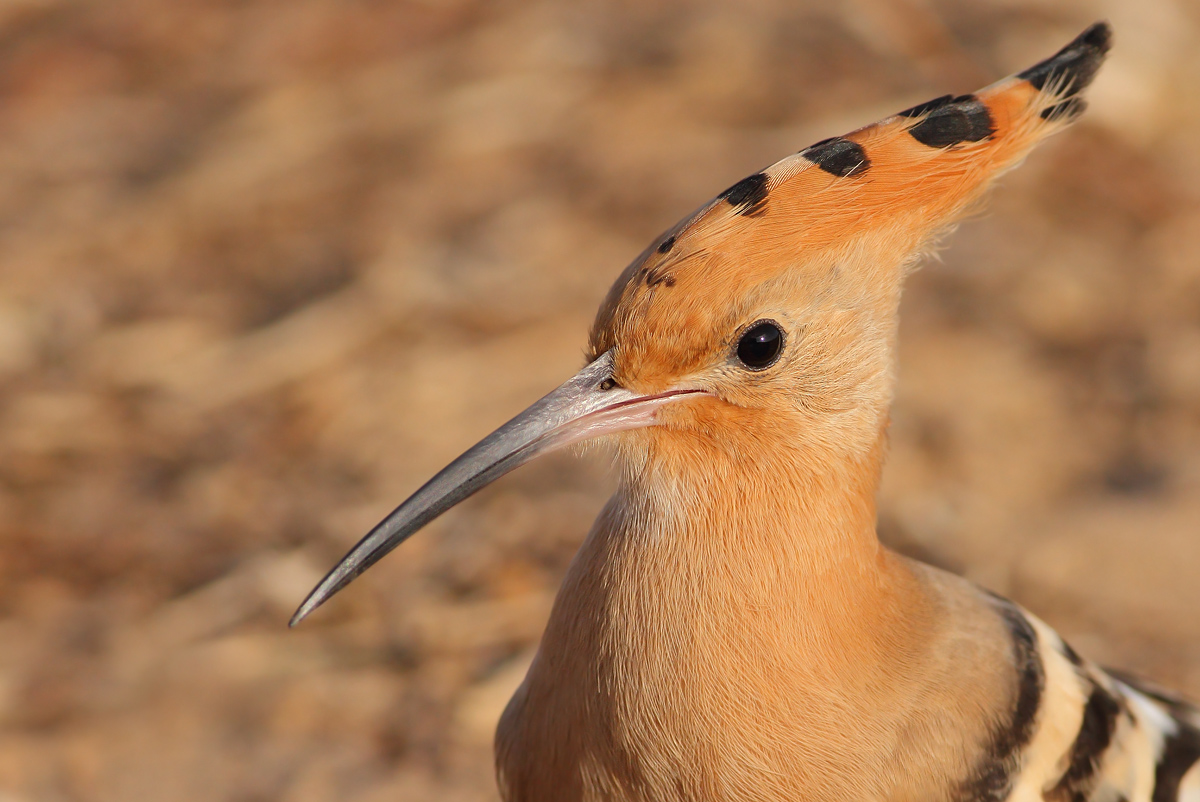 Hoopoe