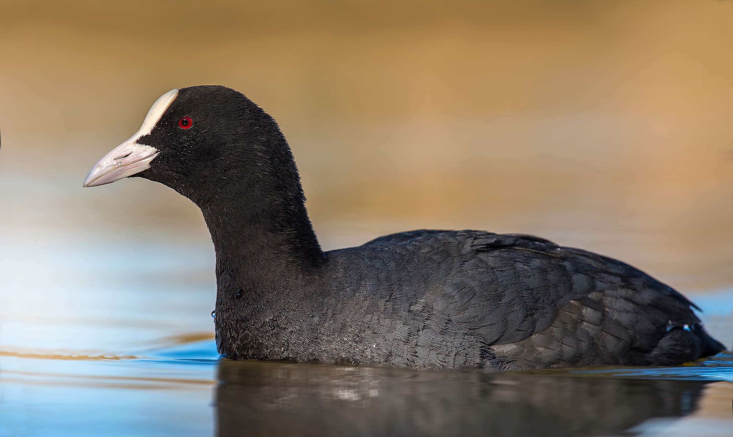 Coot