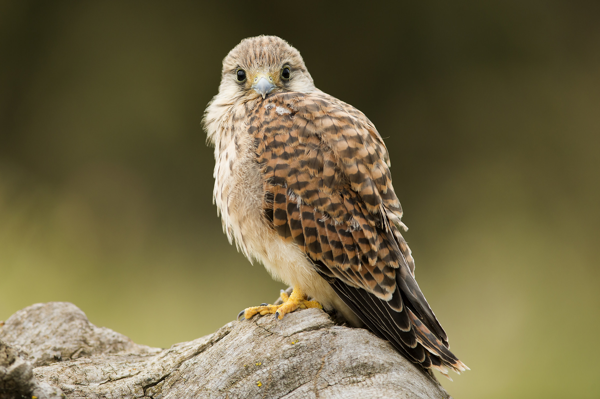 Kestrel