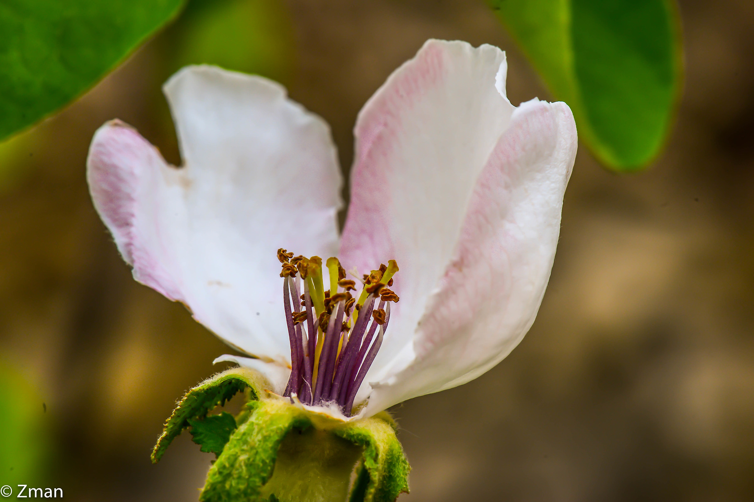 Fiore di quince