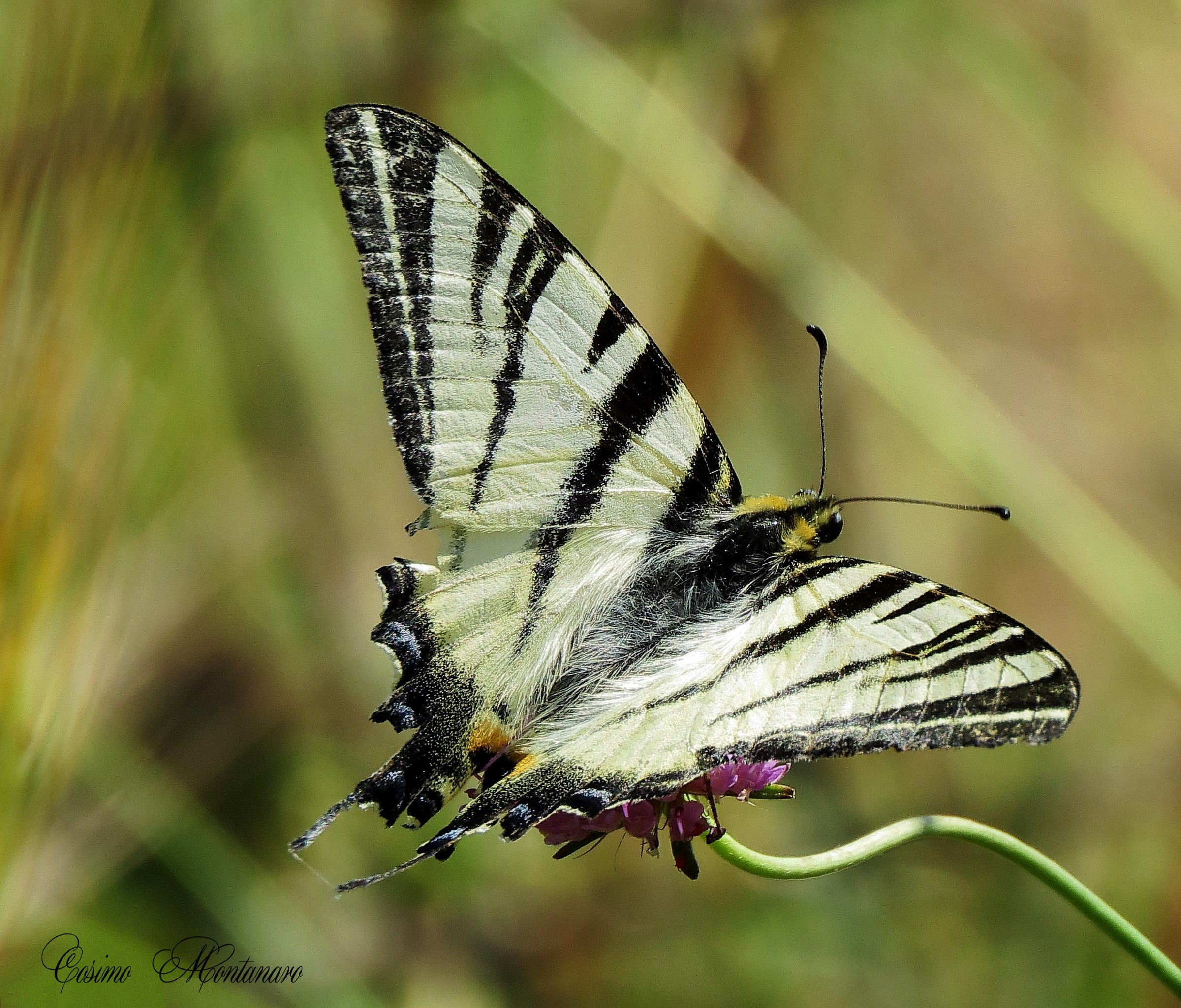 Iphiclides podalirius