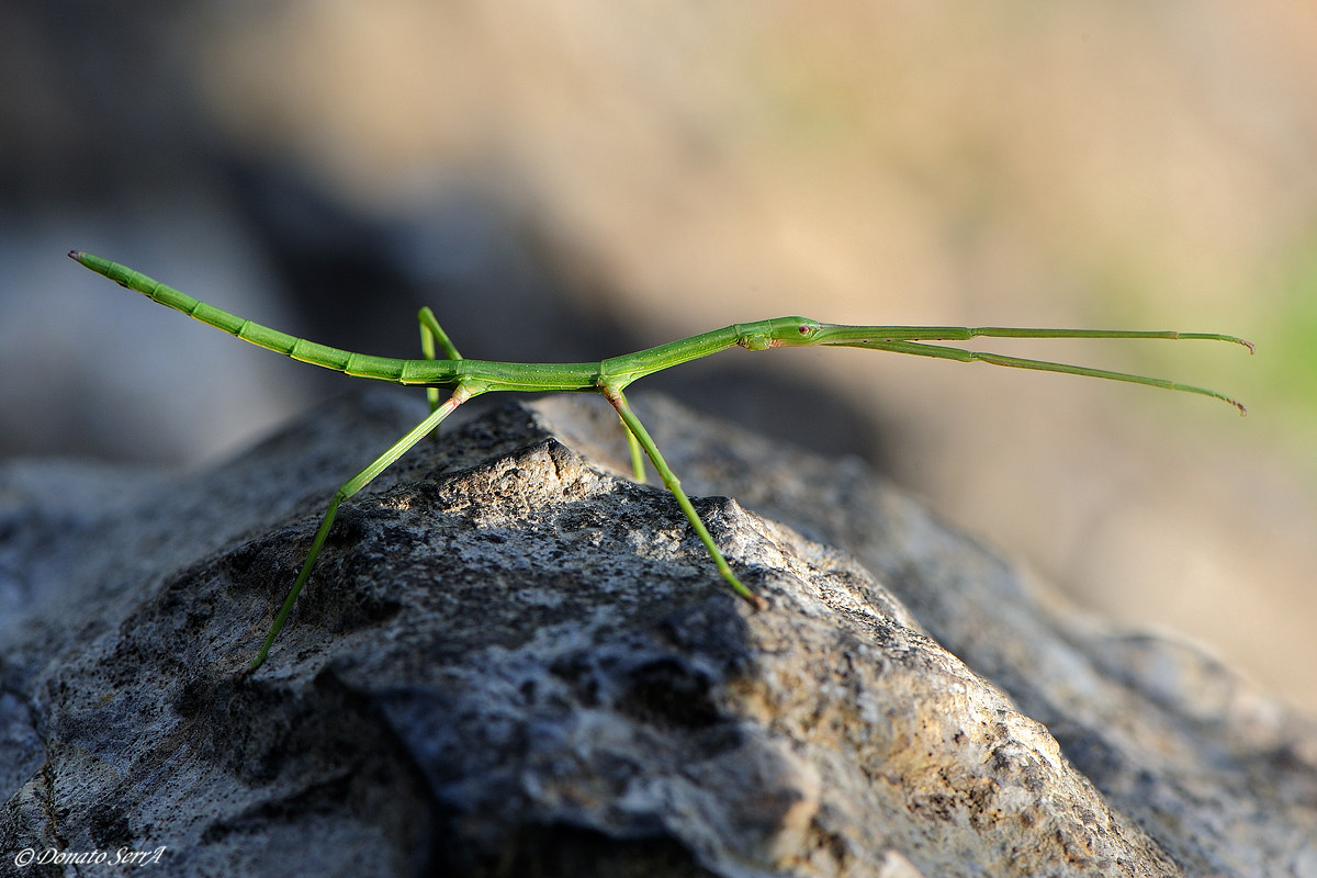 Stick insect