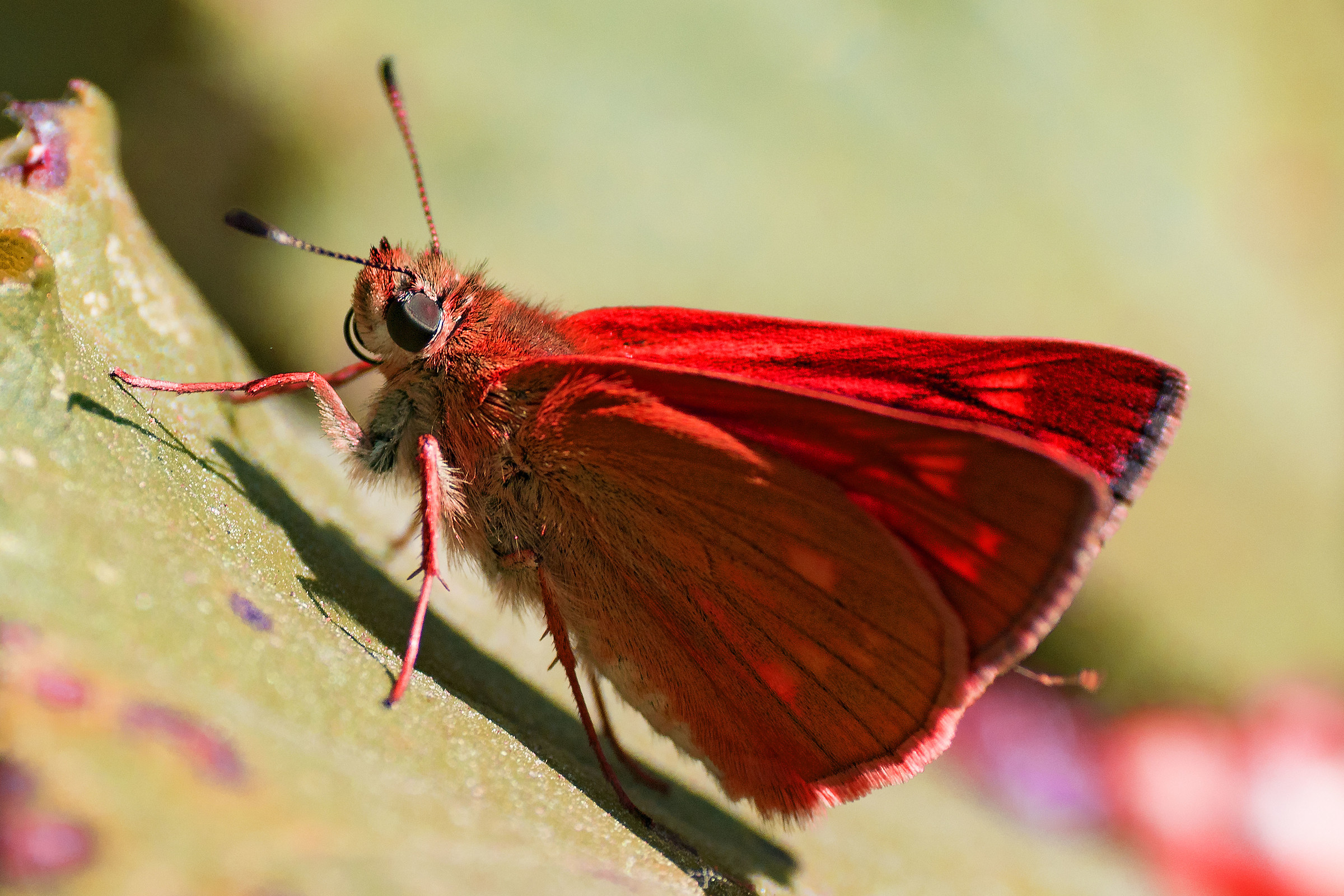 Red butterfly