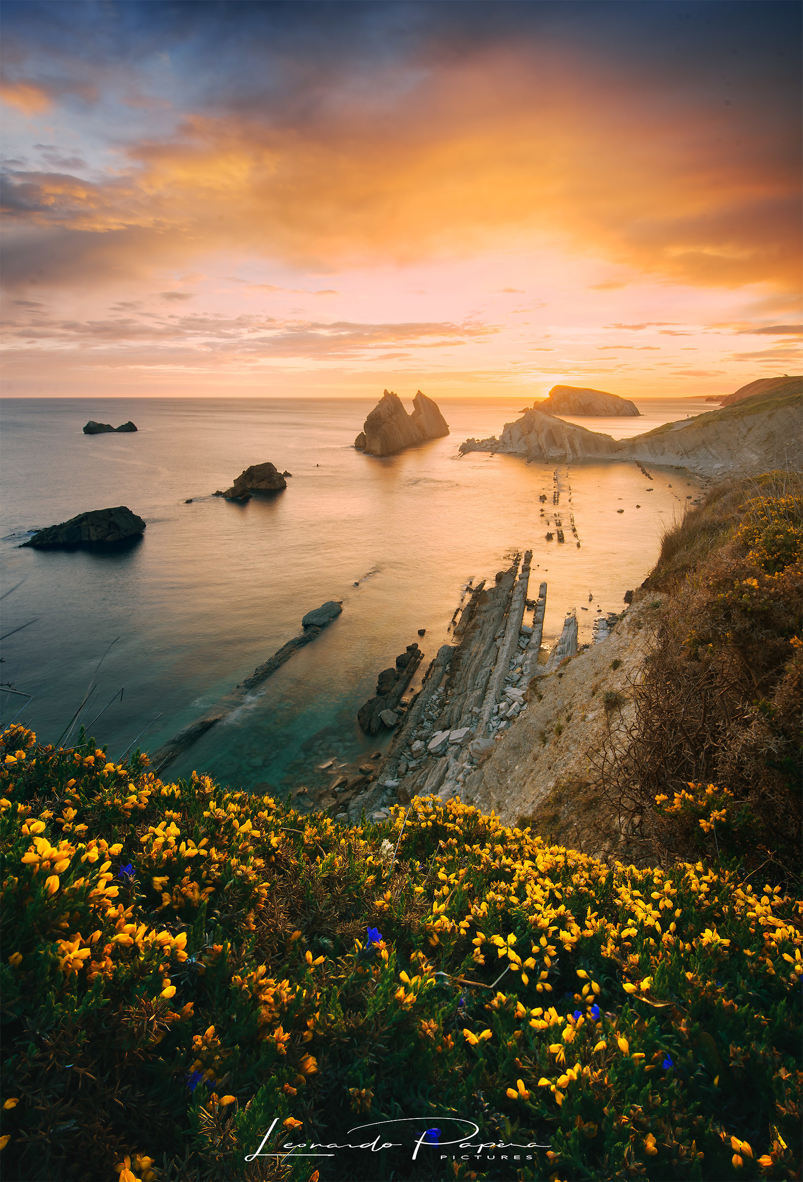 Flores de la Mañana