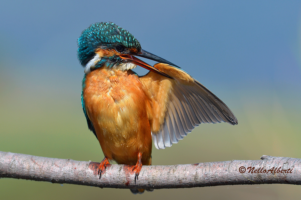 Una pulitina alle ali