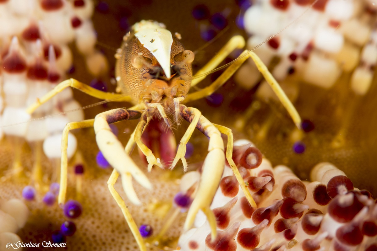 broke's urchin shrimp