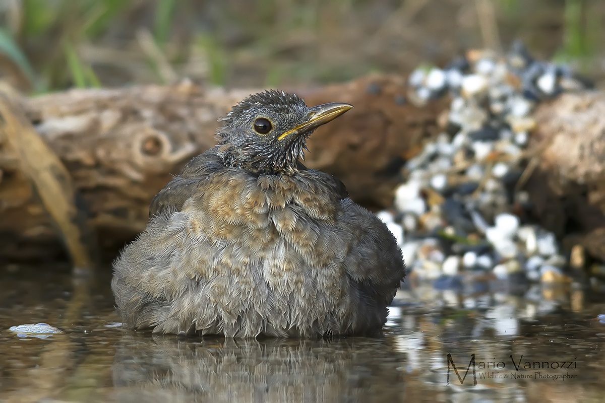 Young blackbird in the bathroom