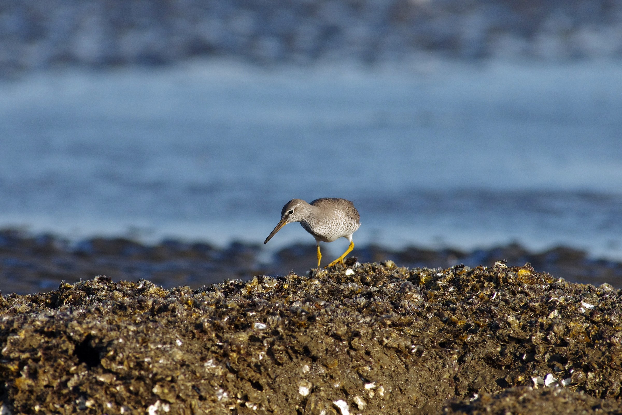 Tattler grigio-tailed