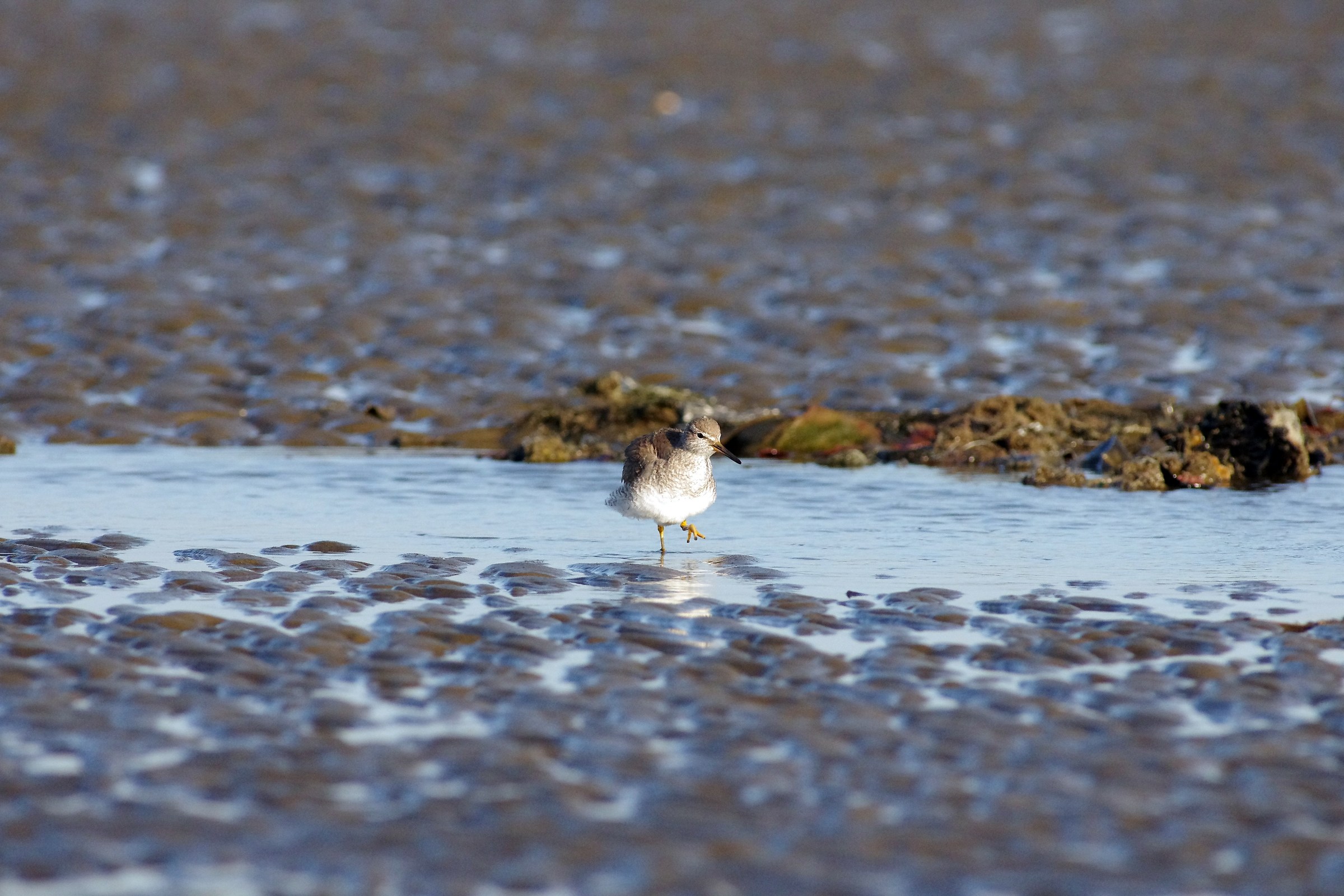 Tattler grigio-tailed