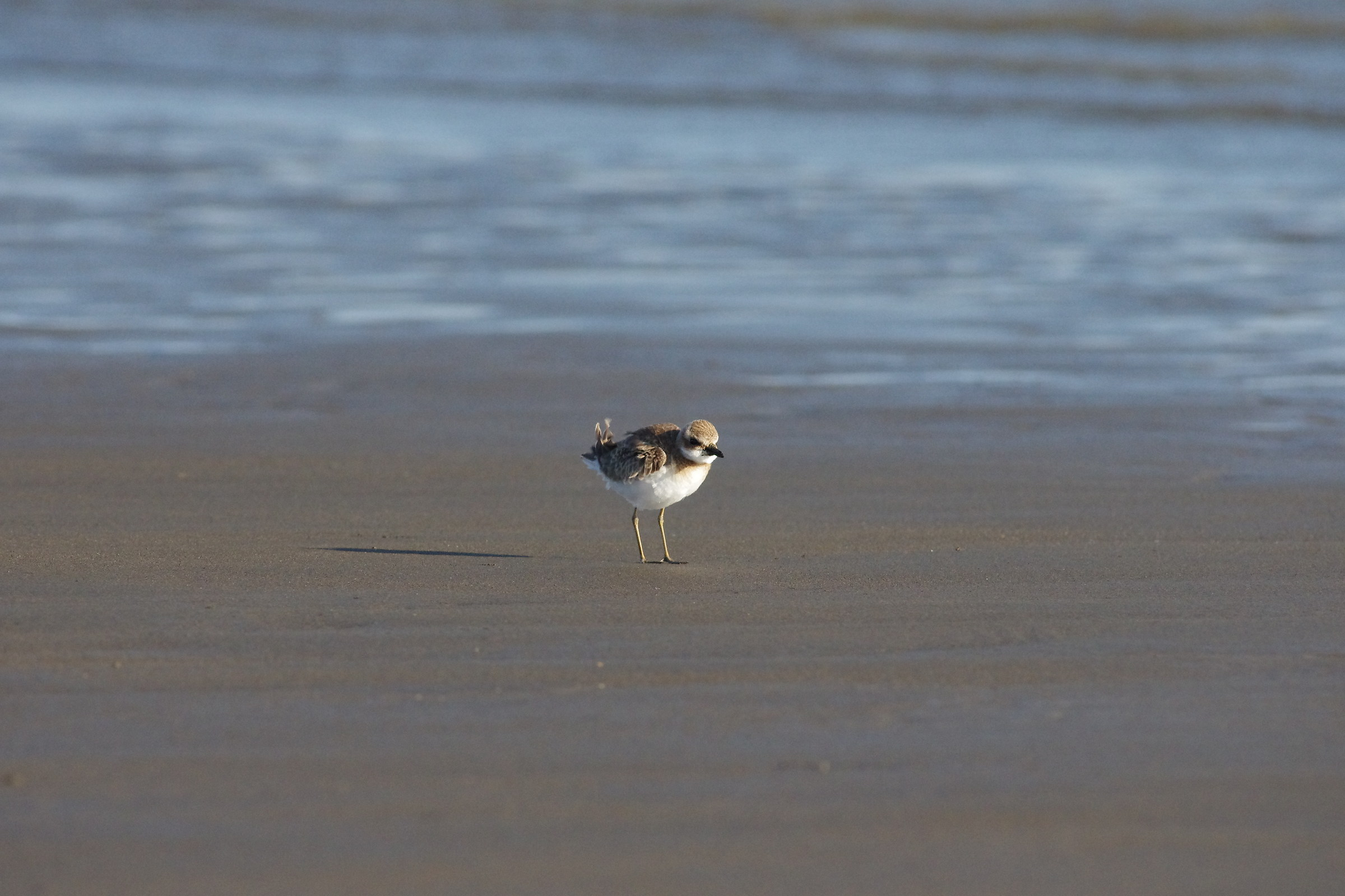 Grande Sand-Plover