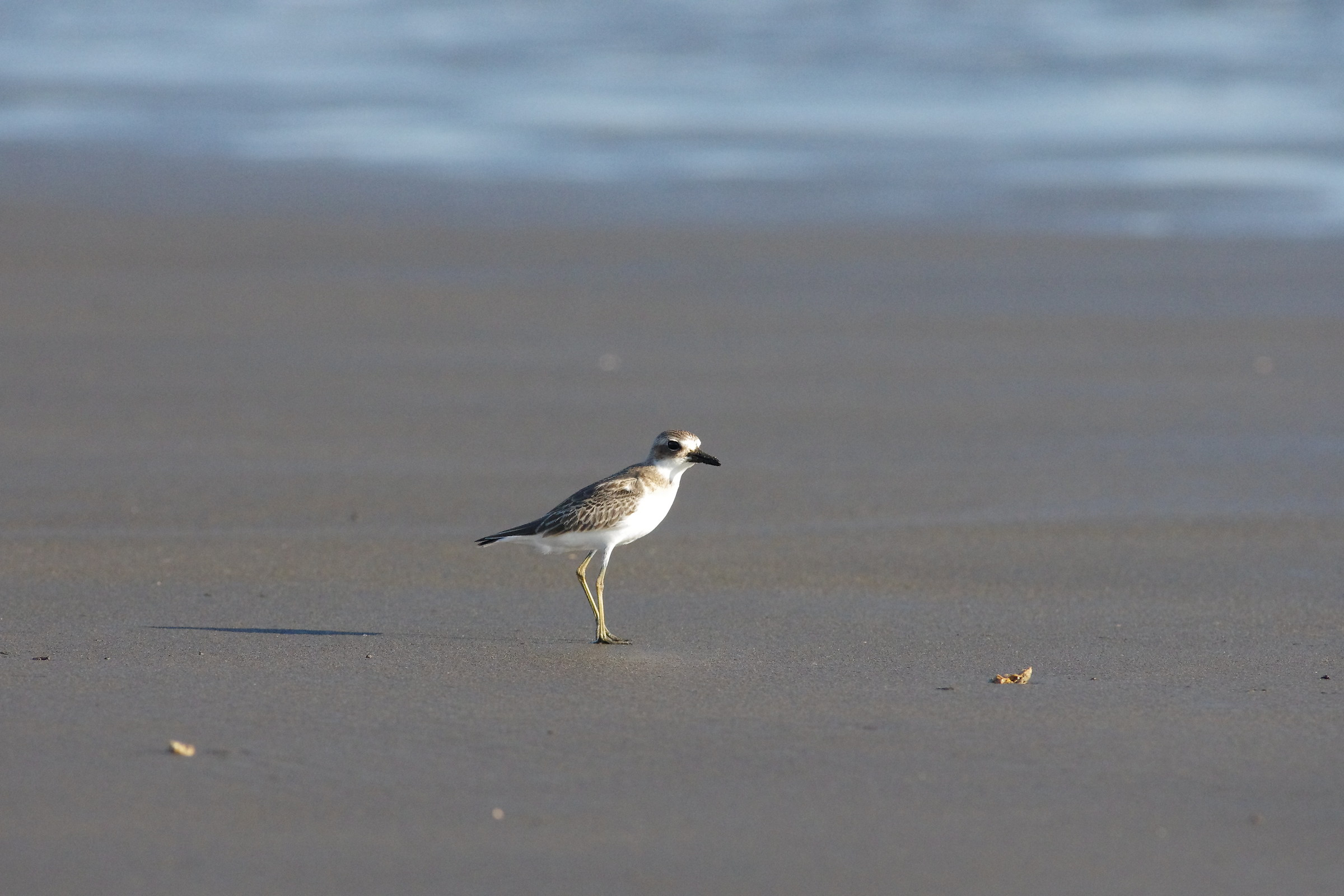 Grande Sand-Plover