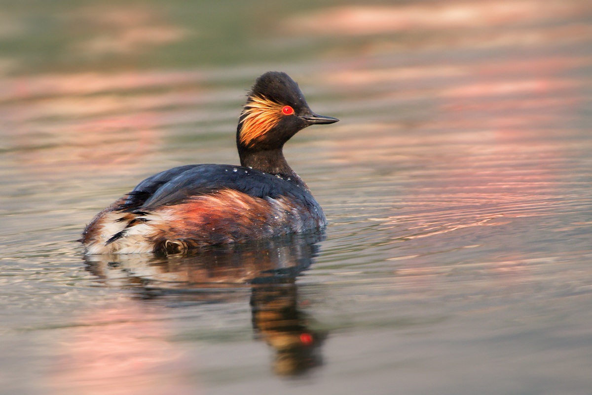 Svasso Piccolo (Podiceps nigricollis)