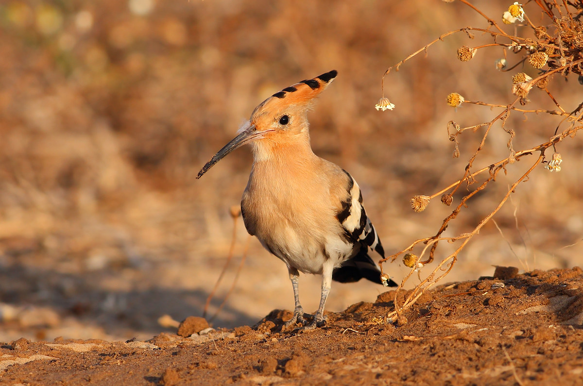 Hoopoe