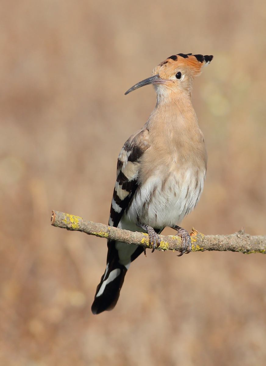 Hoopoe