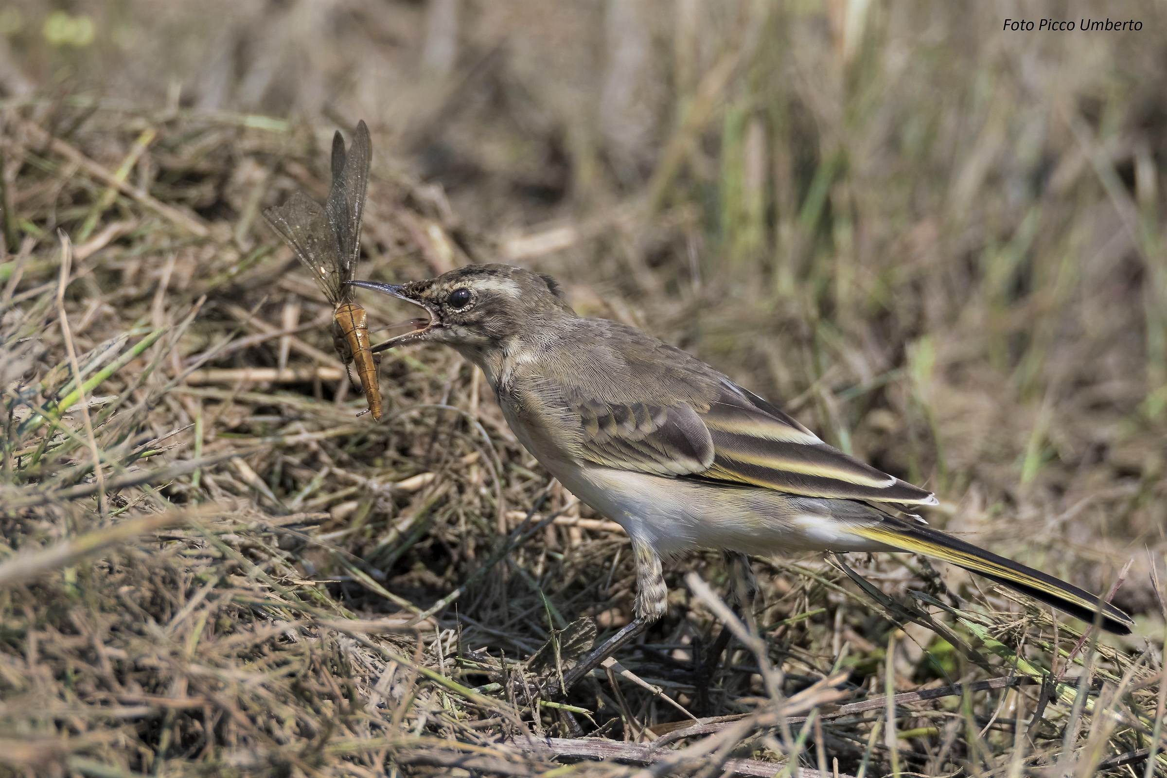 cutrettola con preda
